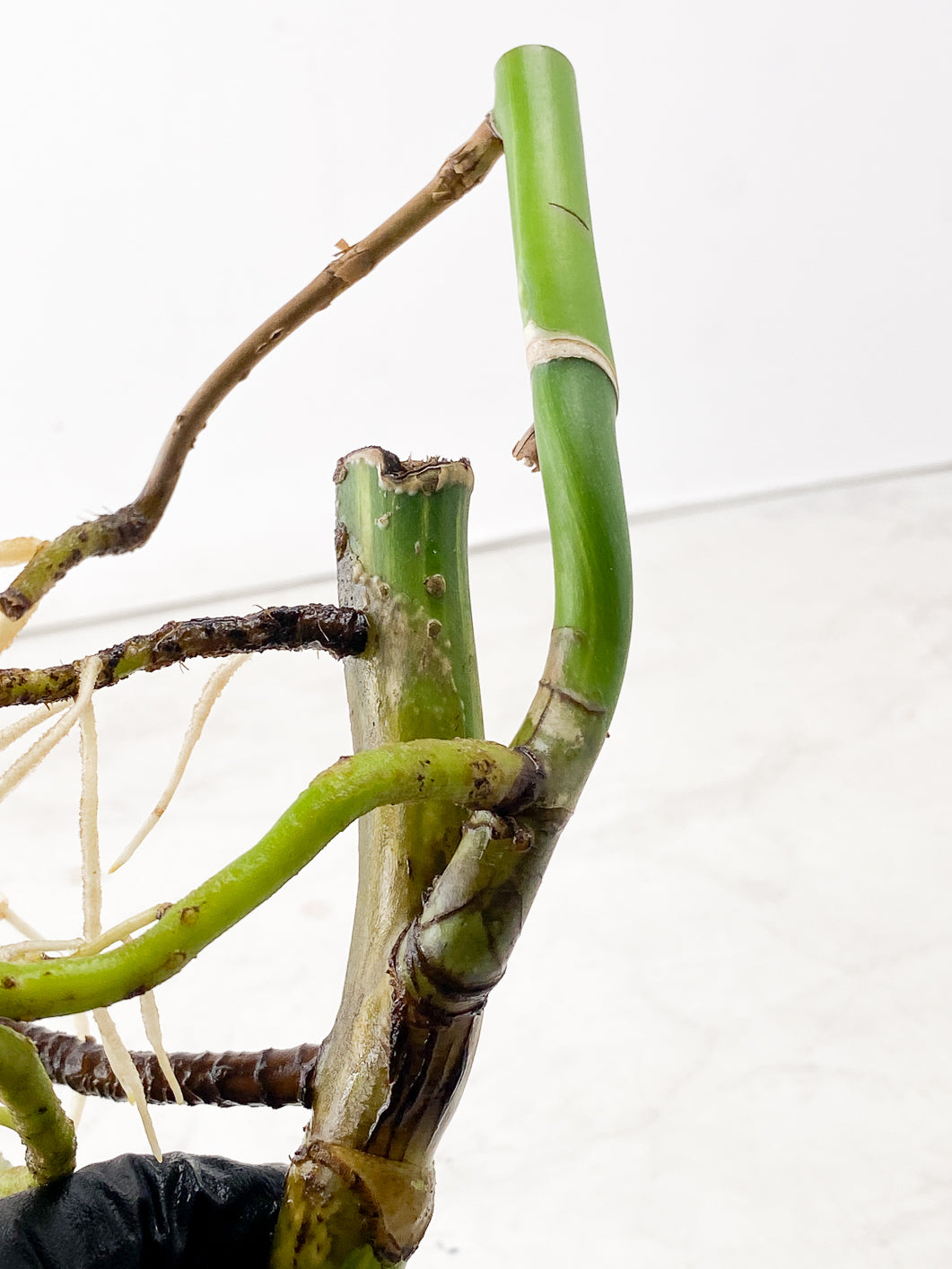 Monstera Aurea Tricolor node