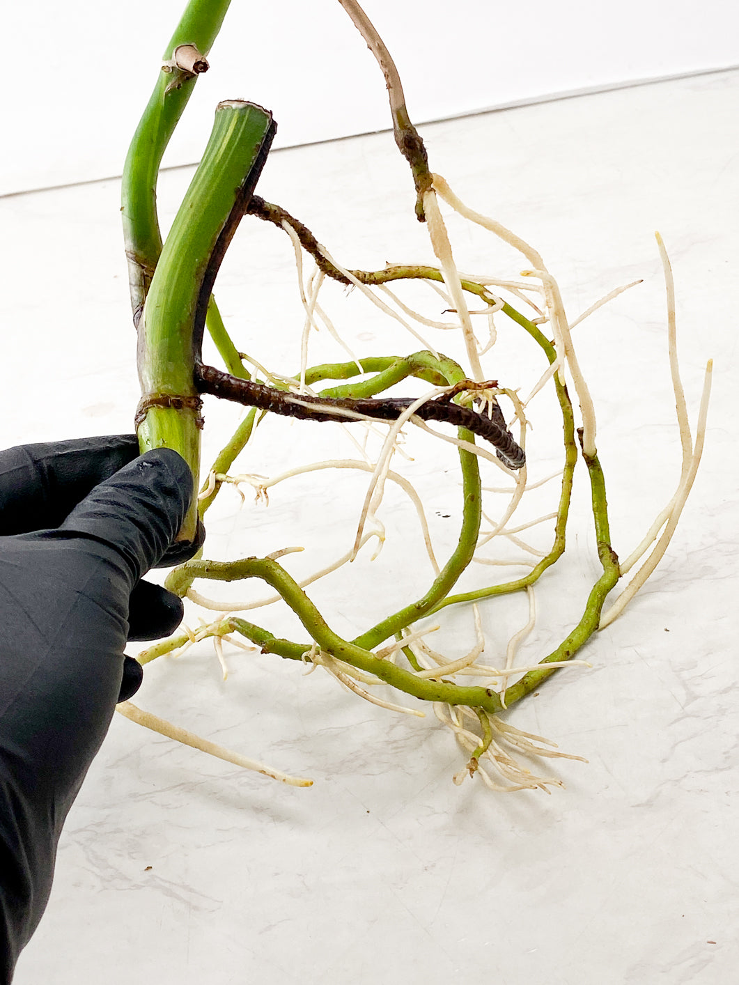 Monstera Aurea Tricolor node