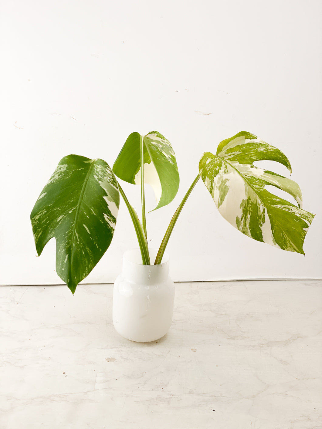 Monstera Albo White Tiger 3 leaf top cutting