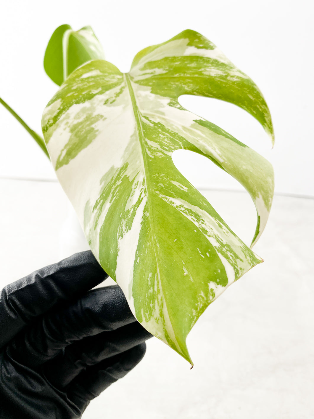 Monstera Albo White Tiger 3 leaf top cutting
