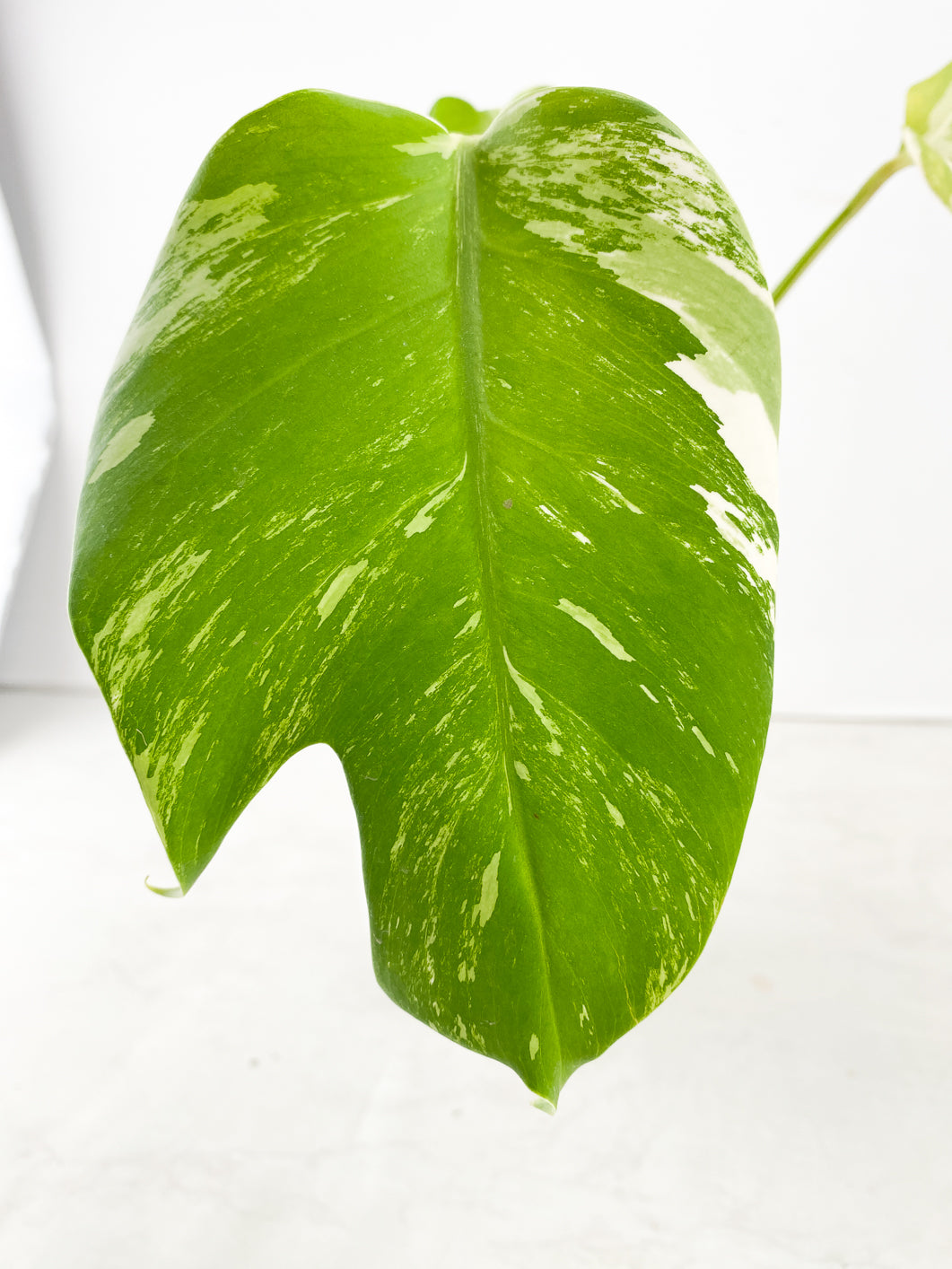 Monstera Albo White Tiger 3 leaf top cutting