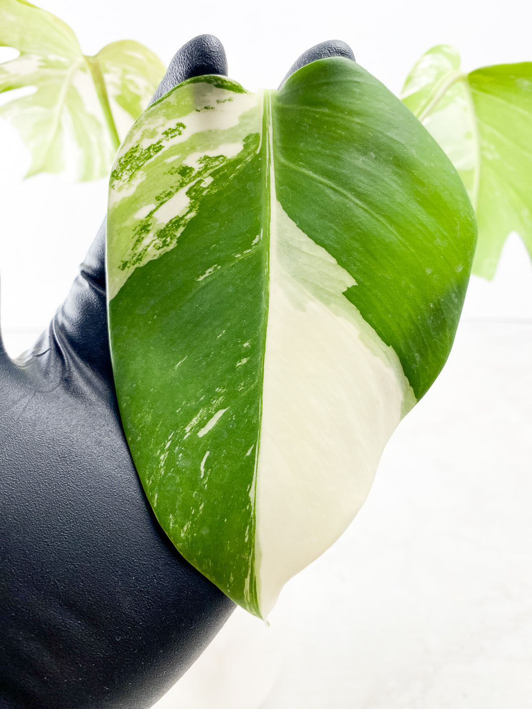 Monstera Albo White Tiger 3 leaf top cutting