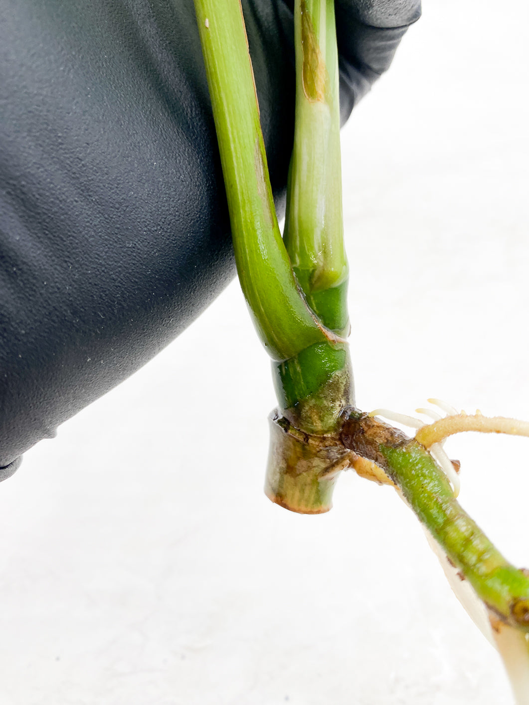 Monstera Albo White Tiger 3 leaf top cutting