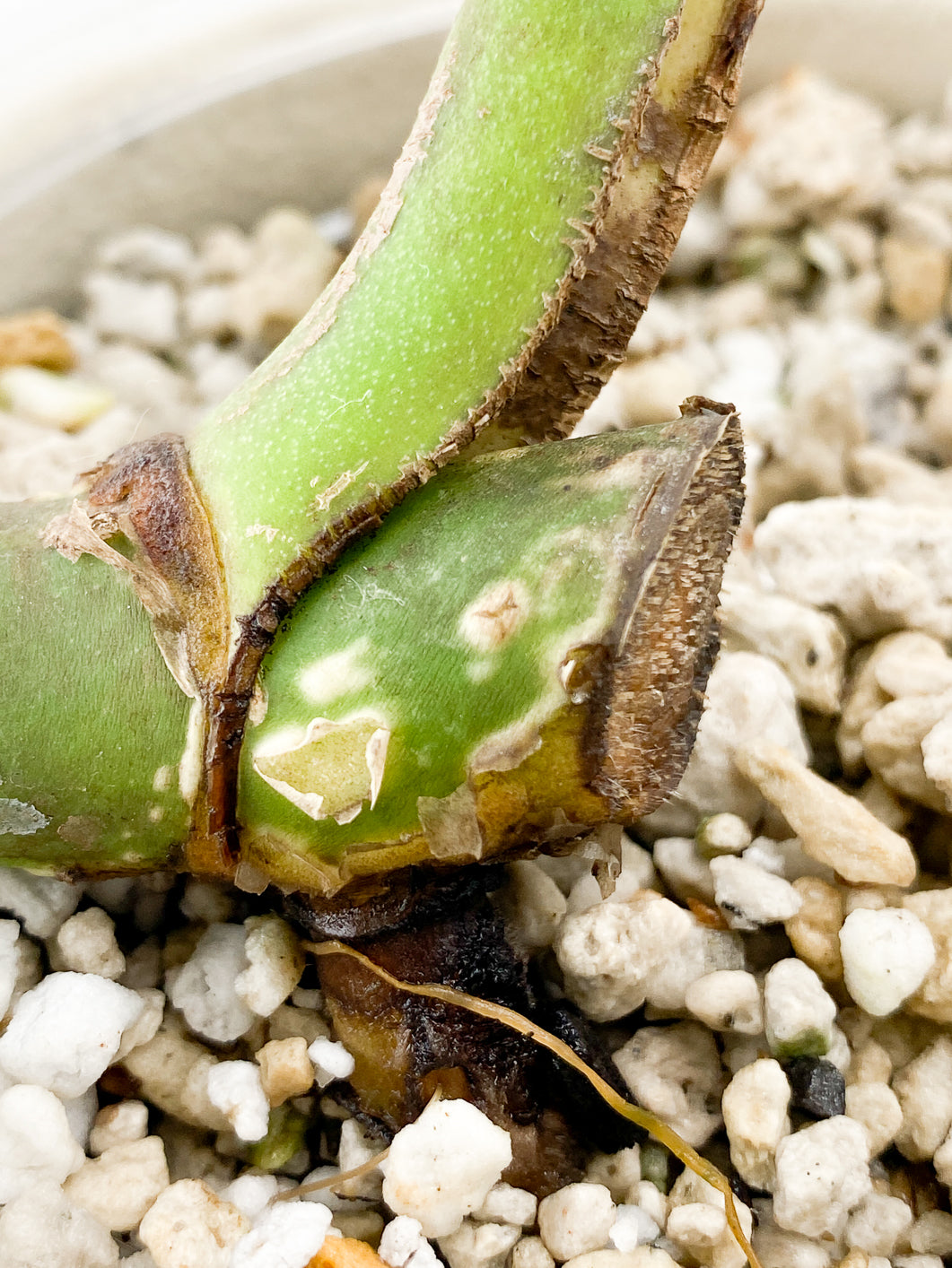 Monstera Aurea Tricolor node