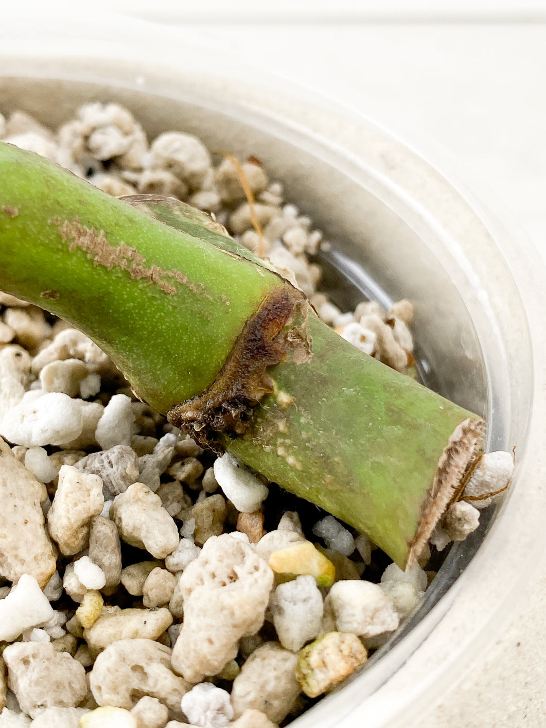 Monstera Aurea Tricolor node