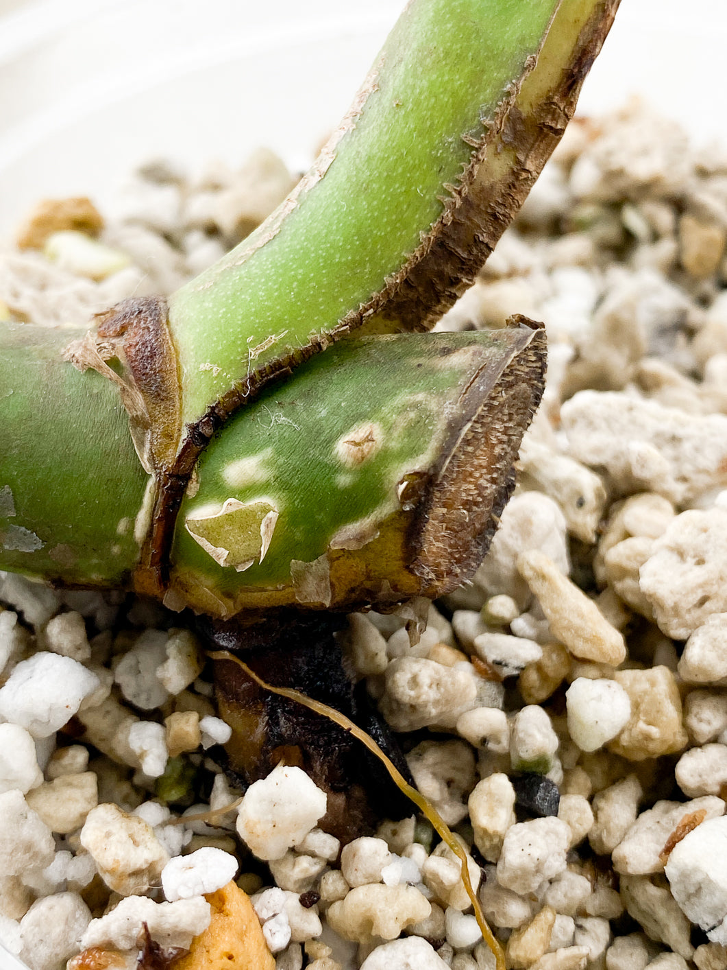 Monstera Aurea Tricolor node