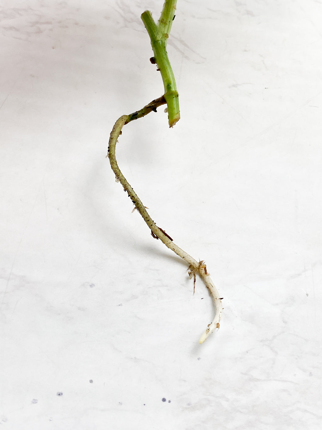 Scindapsus Moonlight Variegated 1 leaf