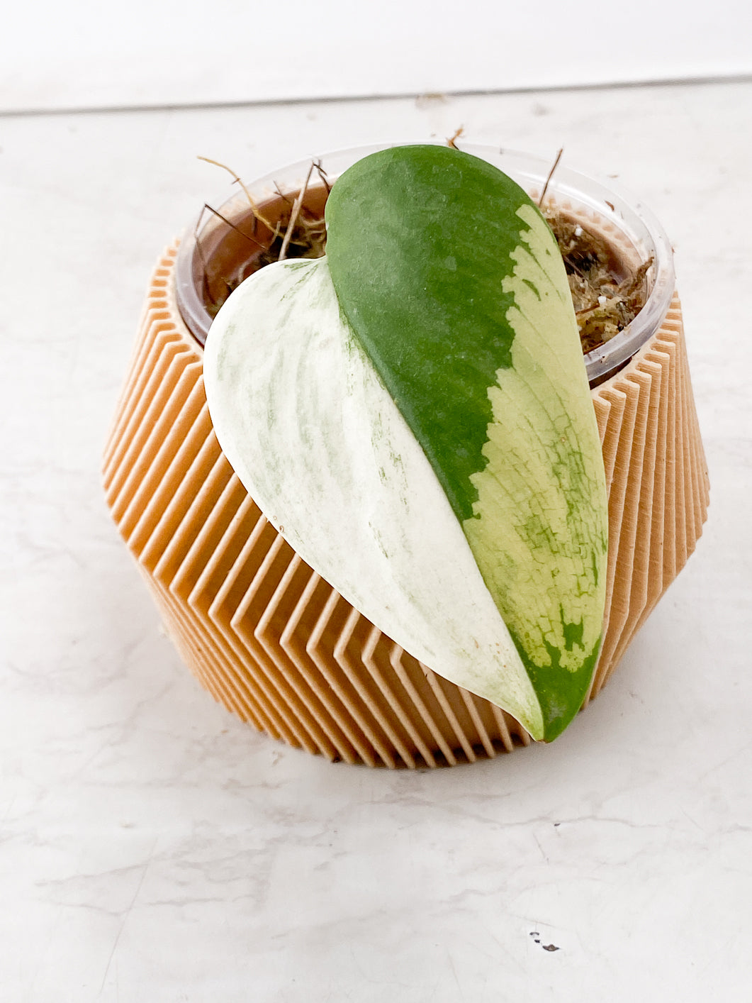 Scindapsus Moonlight Variegated 1 leaf