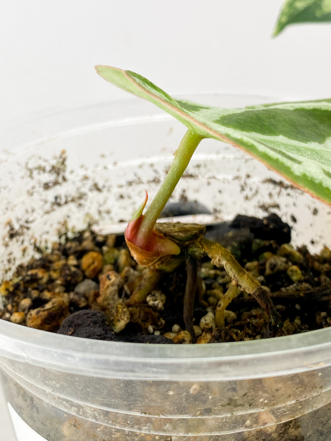 Combo Deal! Anthurium Crystallinum Silver and Syngonium Aurea