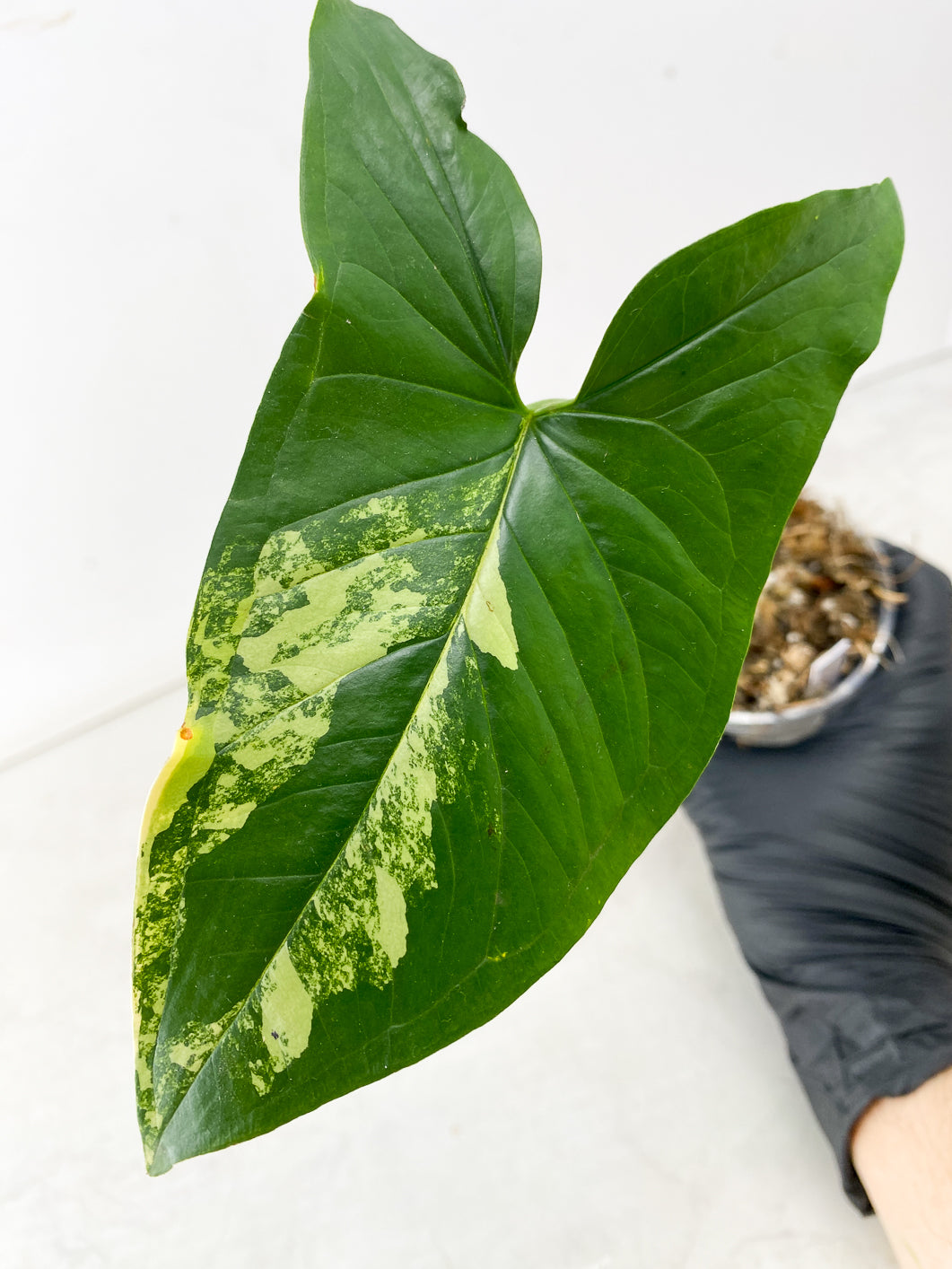 Combo Deal! Anthurium Crystallinum Silver and Syngonium Aurea