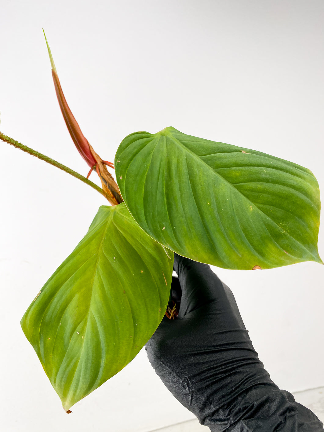 Philodendron Fuzzy Petiole