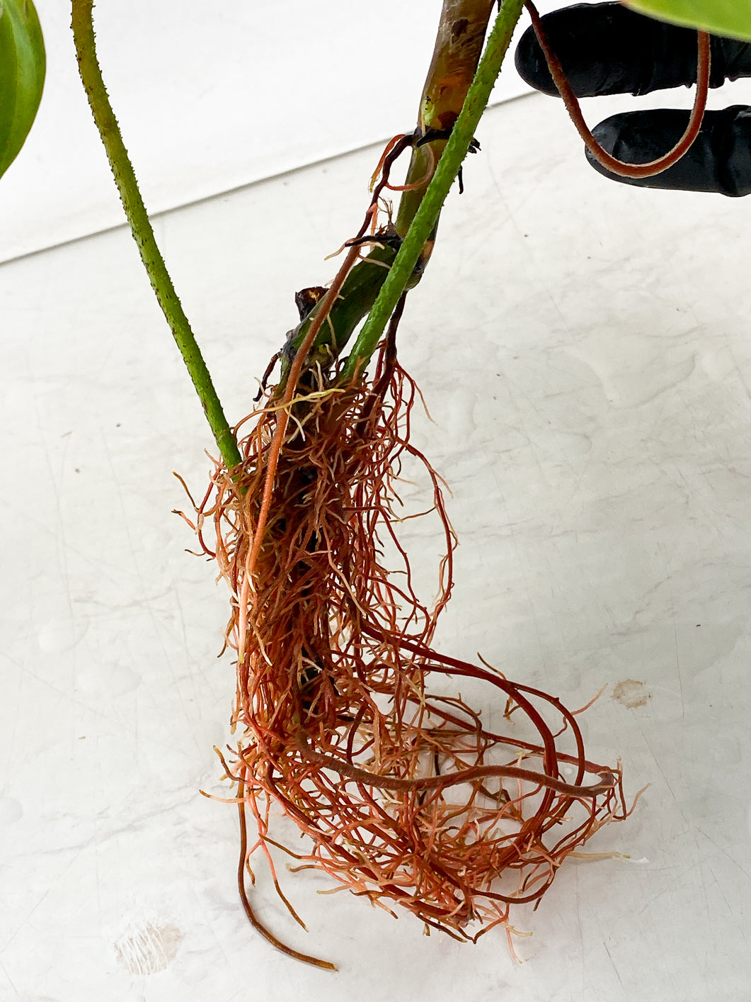 Philodendron Fuzzy Petiole