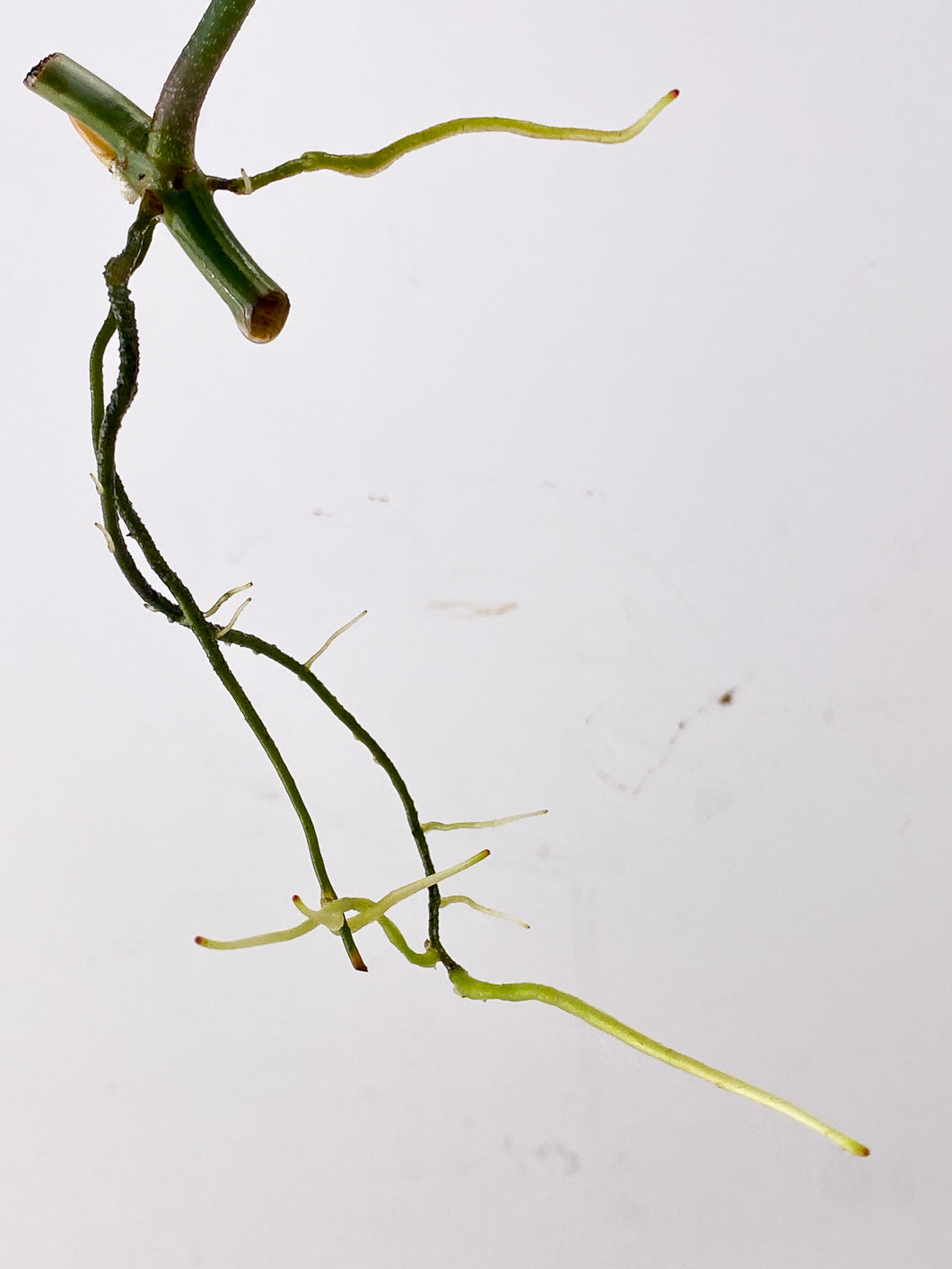 Combo Deal! Philodendron Florida Beauty and Philodendron Joepii
