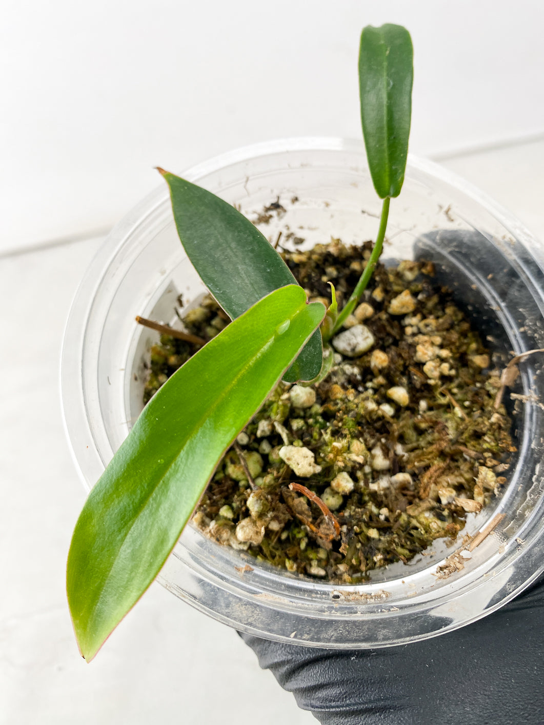 Combo Deal! Philodendron Florida Beauty and Philodendron Joepii