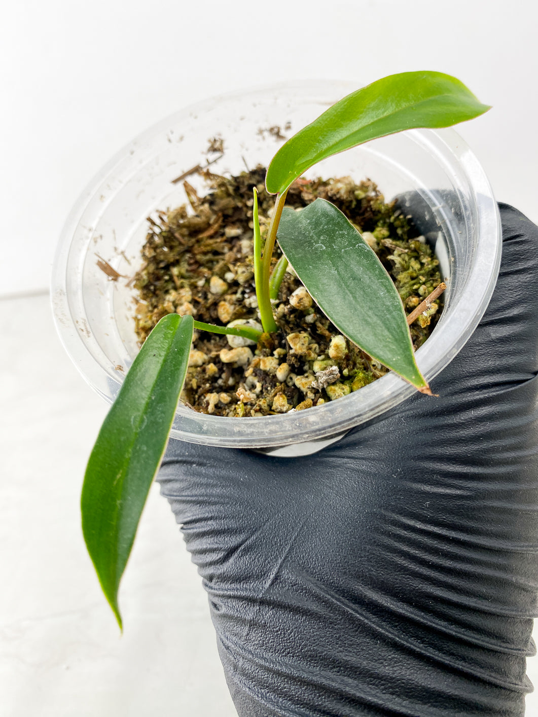 Combo Deal! Philodendron Florida Beauty and Philodendron Joepii
