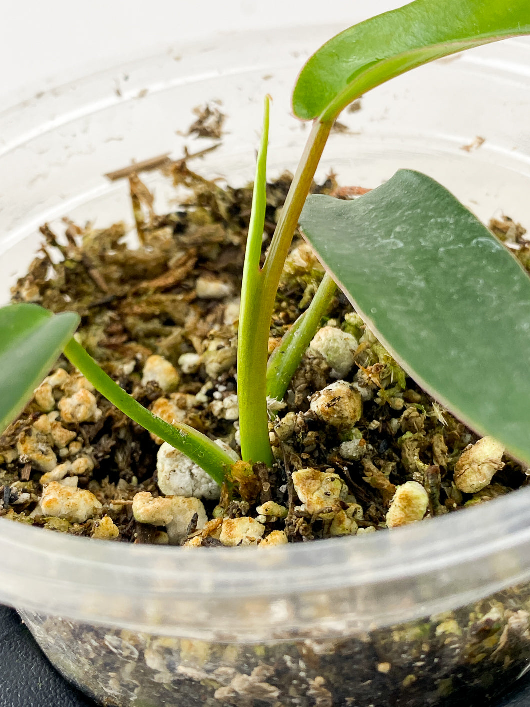 Combo Deal! Philodendron Florida Beauty and Philodendron Joepii