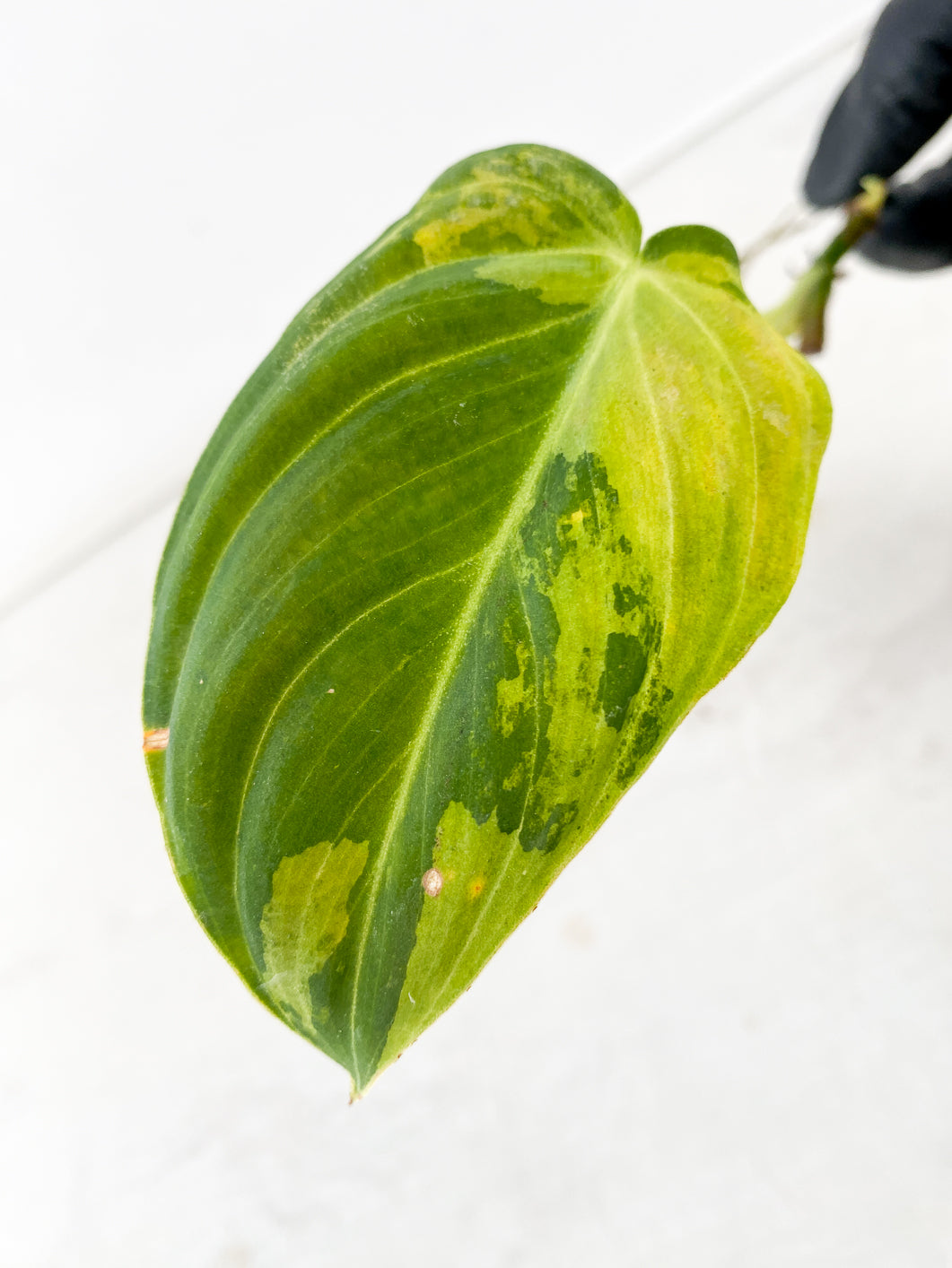Philodendron Melanochrysum Variegated 1 leaf 1 sprout