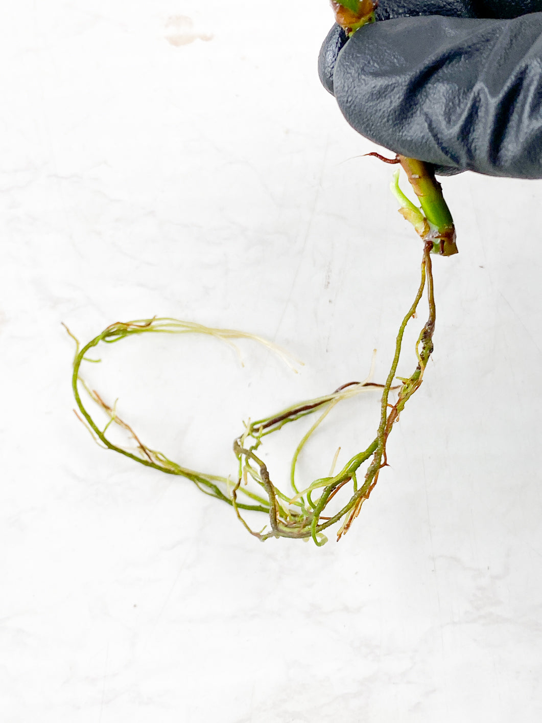 Philodendron Melanochrysum Variegated 1 leaf 1 sprout