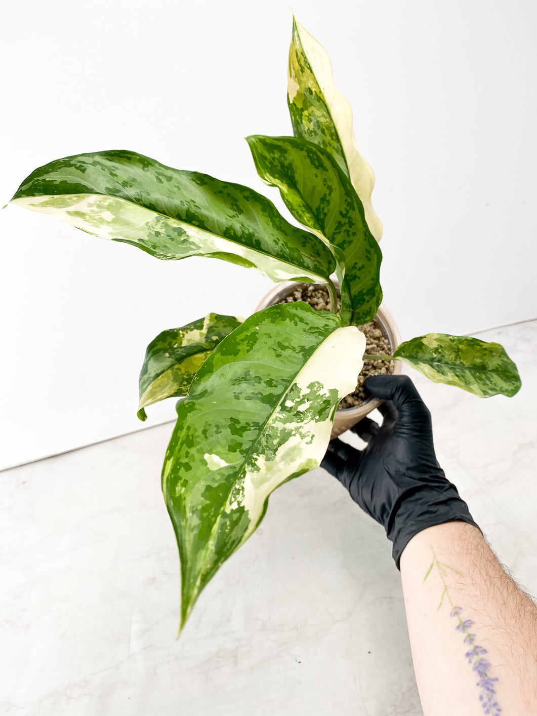 Aglaonema Manila Pride node