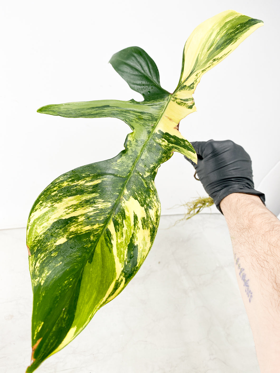 Philodendron Florida Beauty 1 highly variegated leaf 1 sprout
