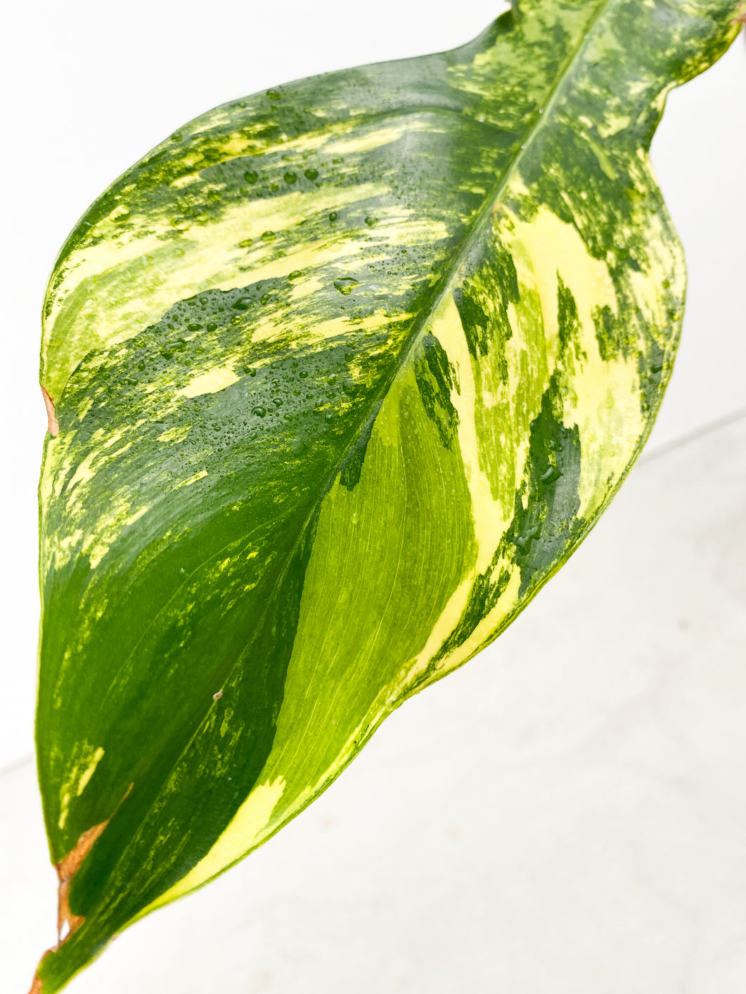 Philodendron Florida Beauty 1 highly variegated leaf 1 sprout
