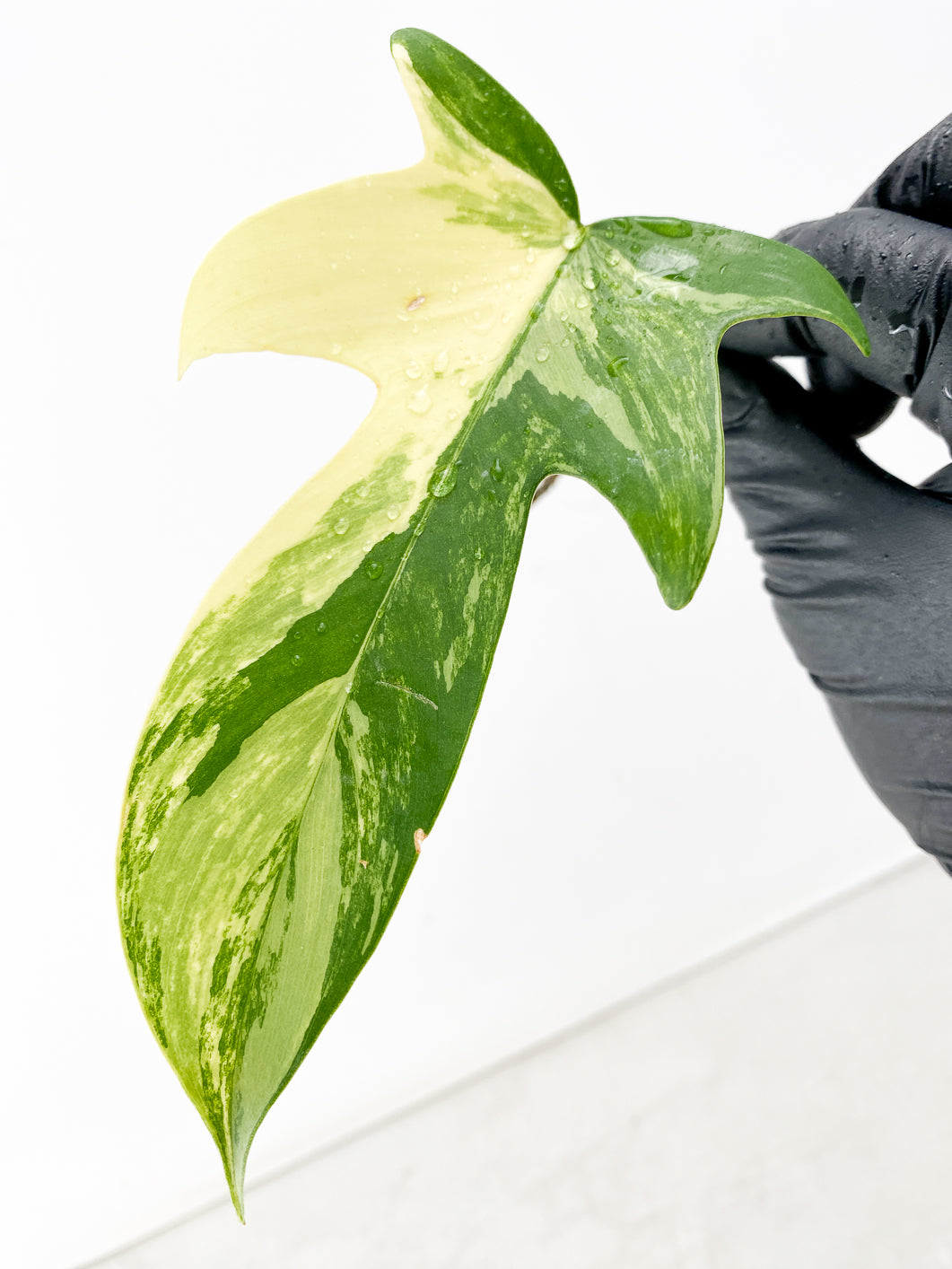 Philodendron Florida Beauty 1 leaf rooting