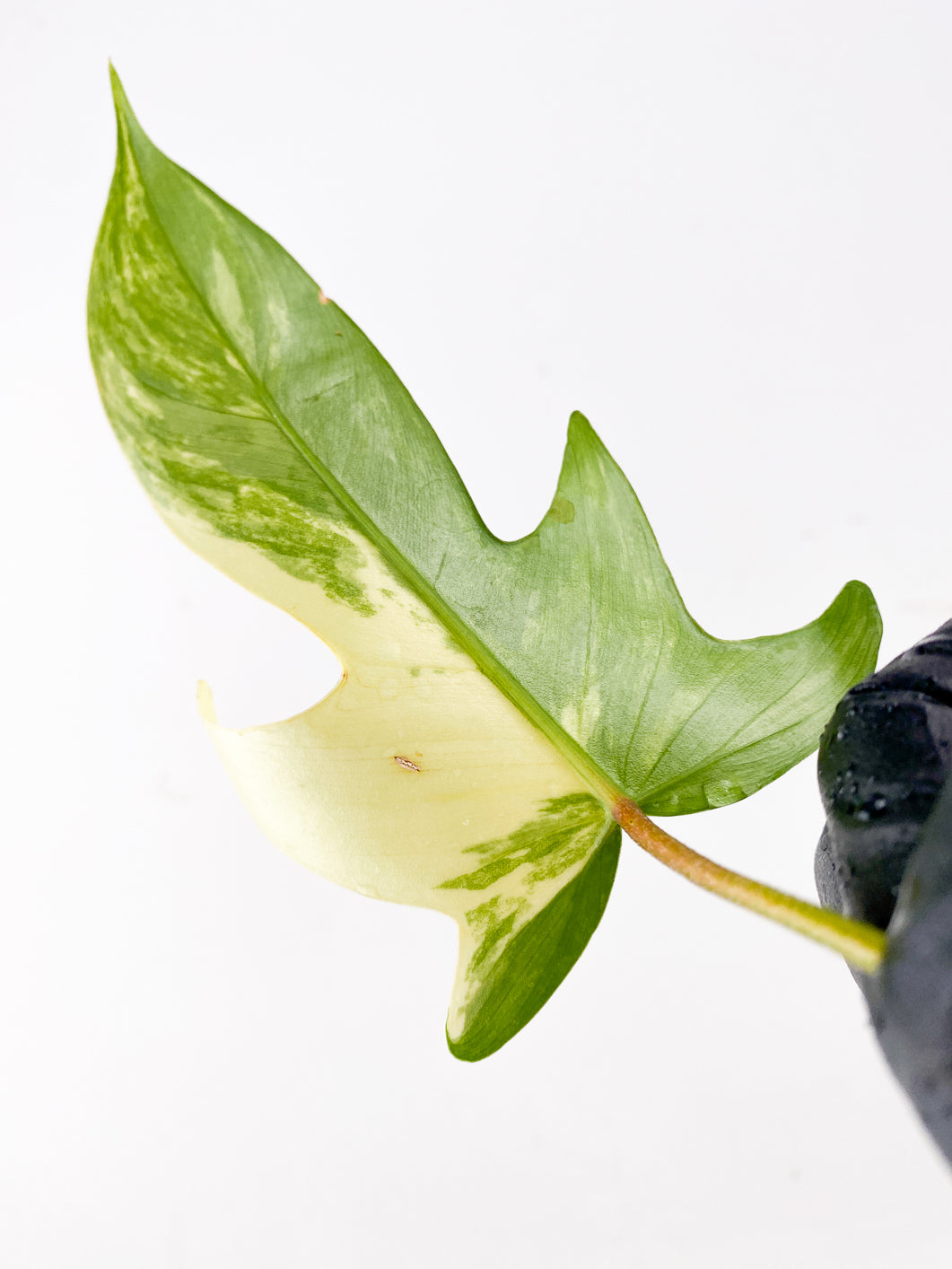 Philodendron Florida Beauty 1 leaf rooting