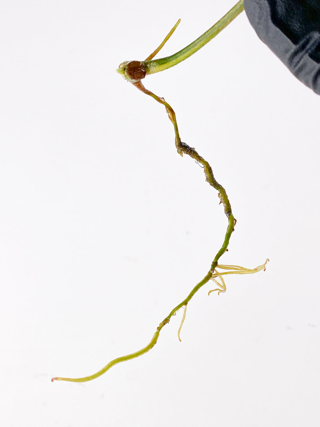 Philodendron Florida Beauty 1 leaf rooting
