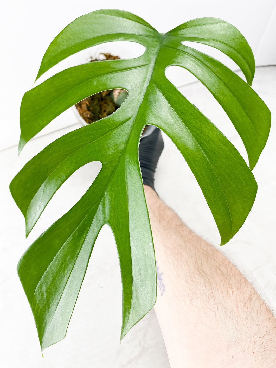 Rhaphidophora sp. Flame 1 leaf