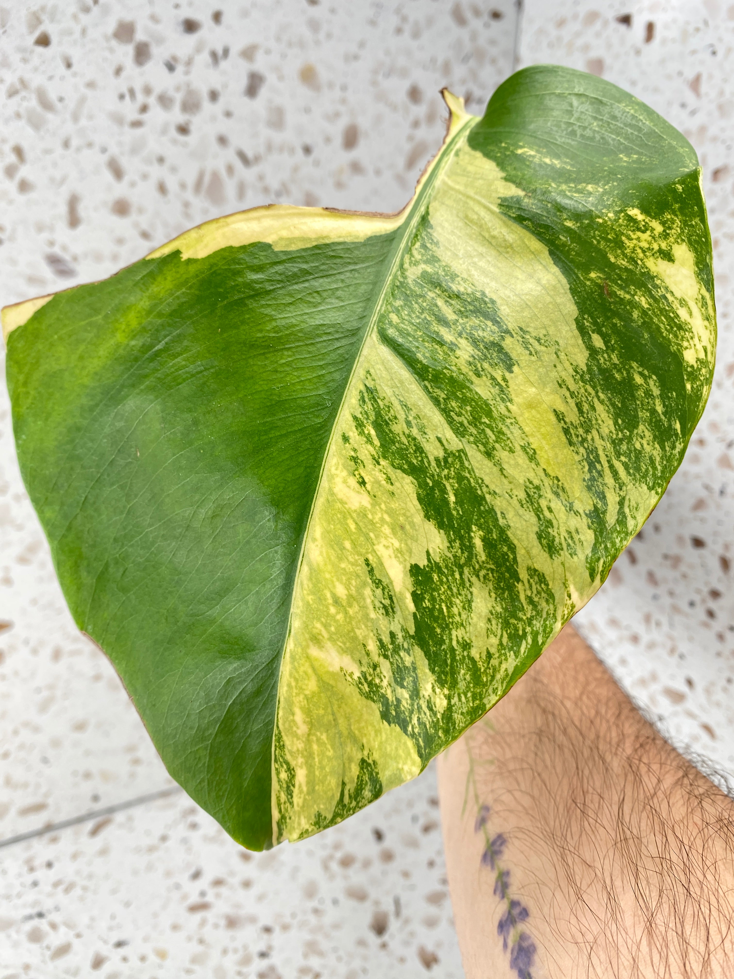 For Stacey: Monstera Albo White Tiger and Aurea Tricolor