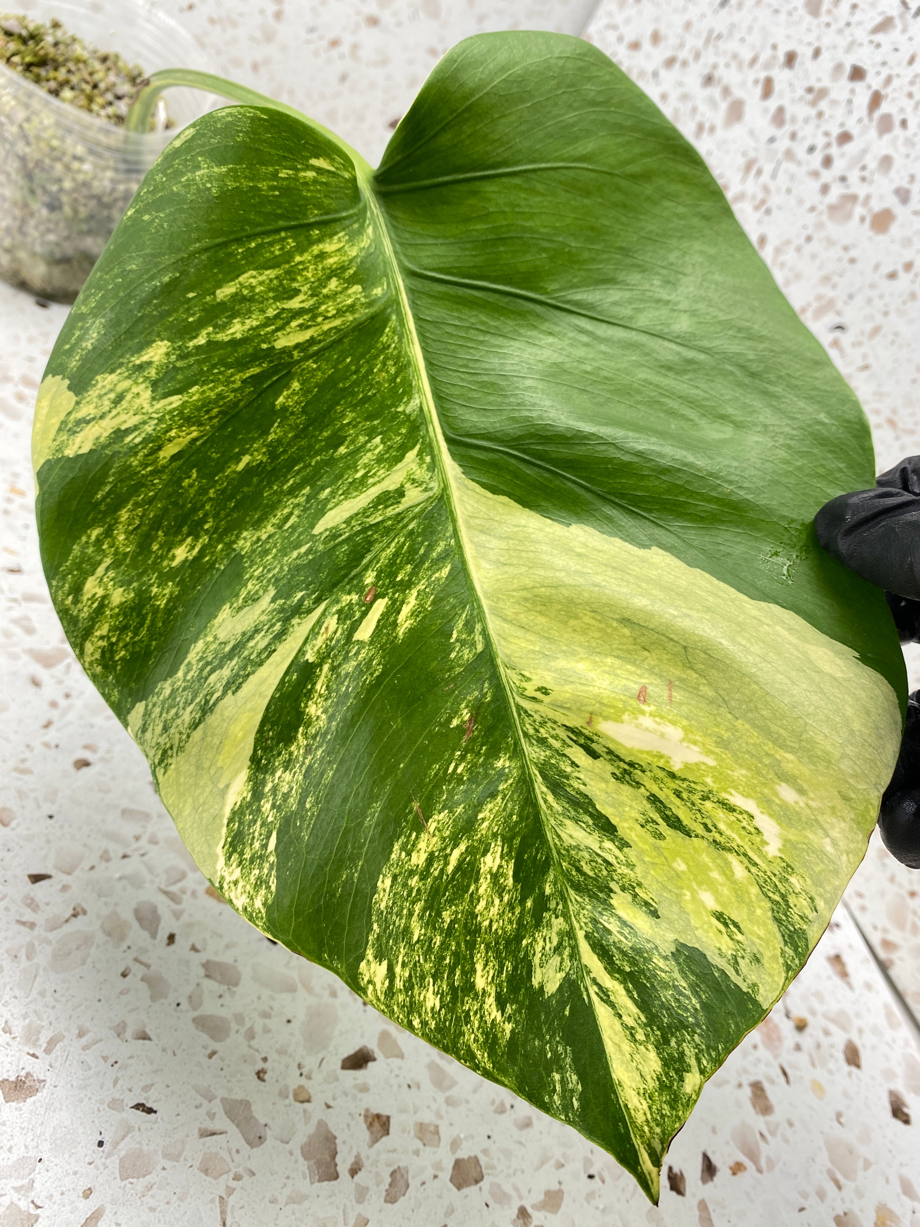 Monstera Aurea Tricolor 1 leaf