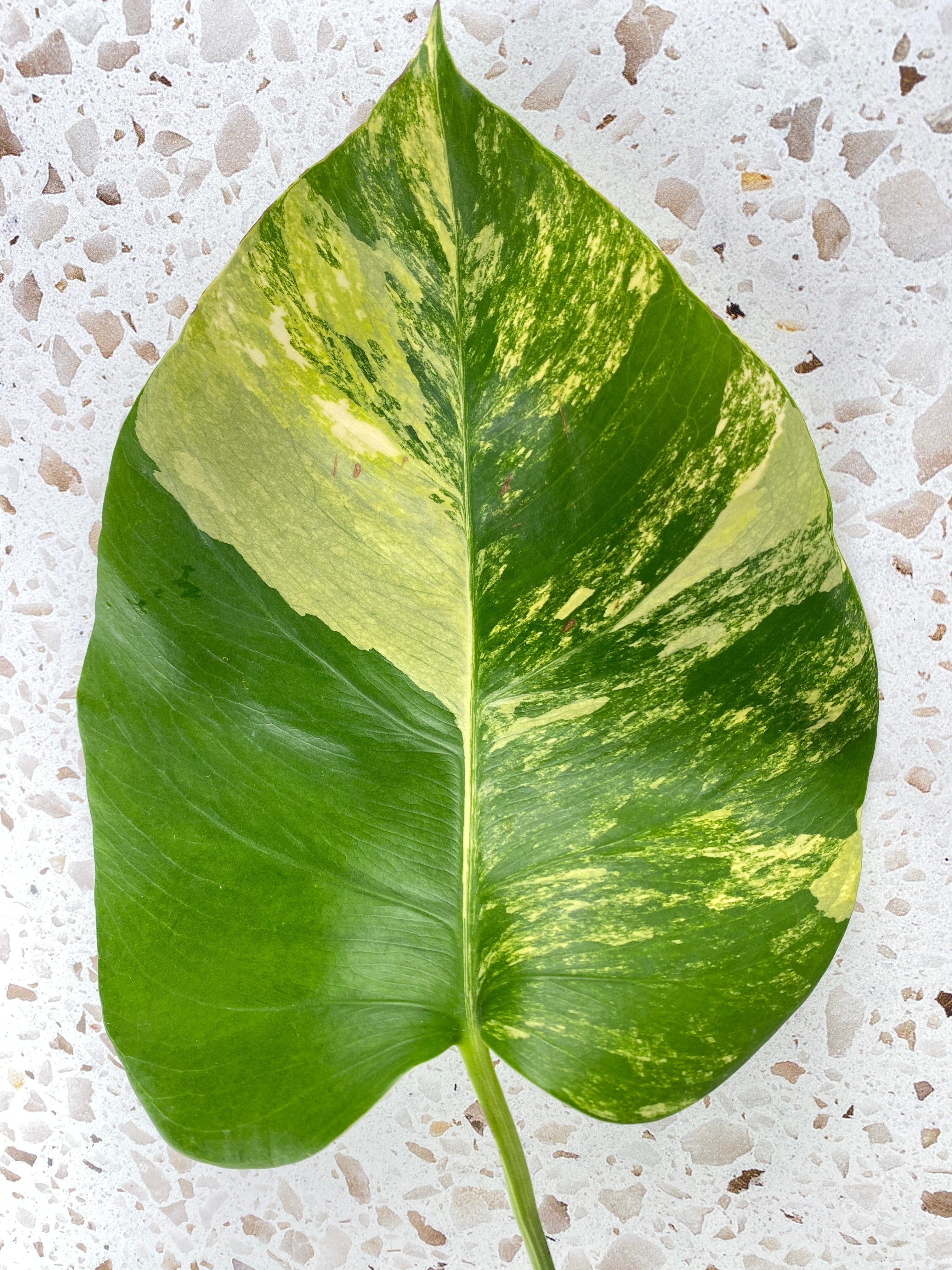 Monstera Aurea Tricolor 1 leaf