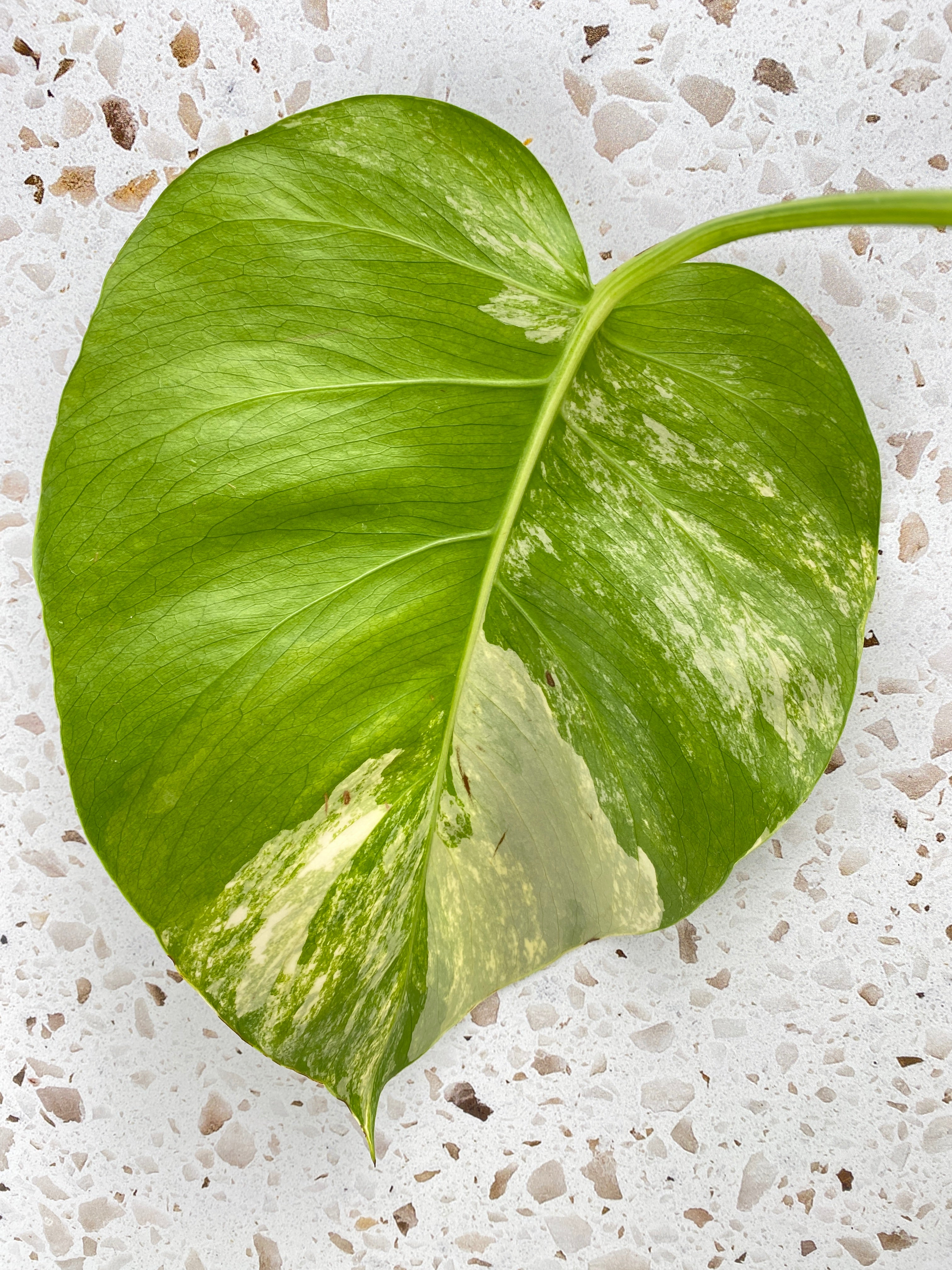 Monstera Aurea Tricolor 1 leaf