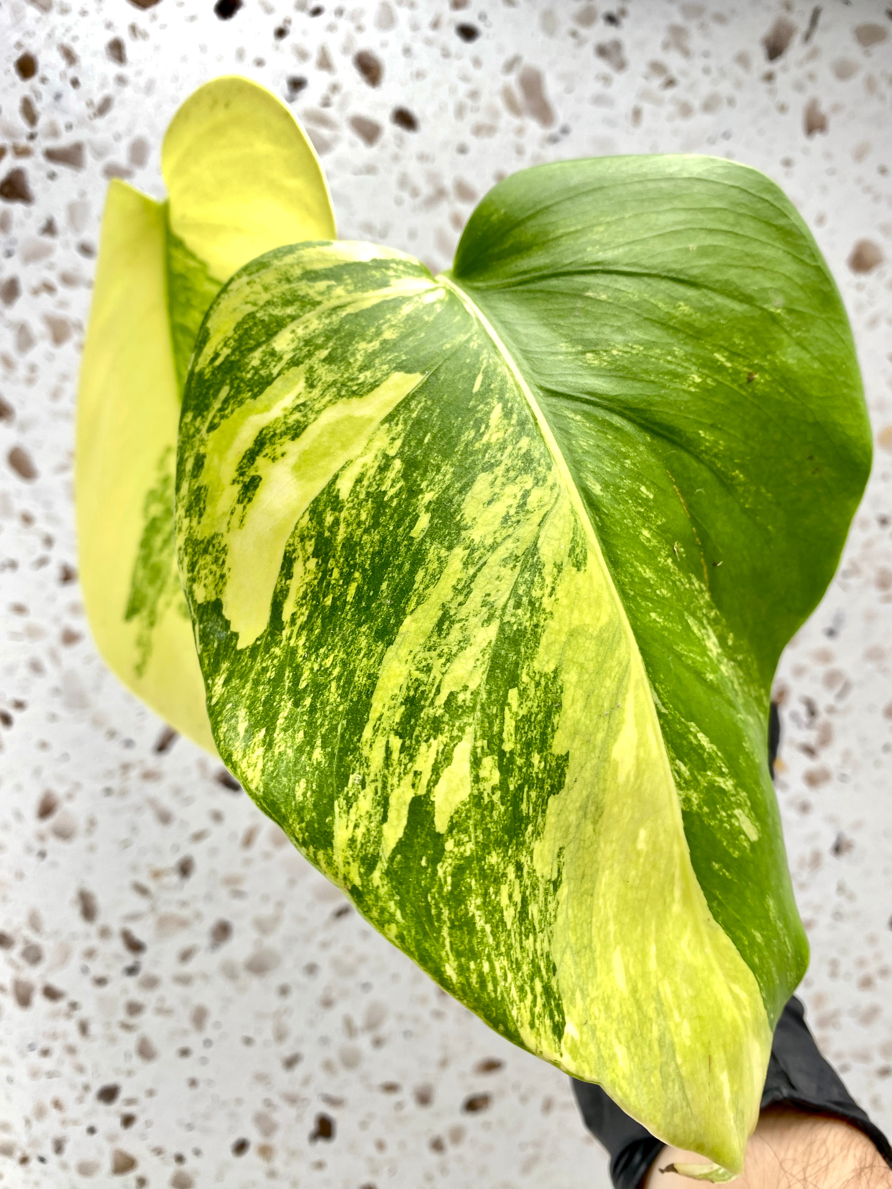 Monstera Aurea Tricolor 2 leaf top cutting
