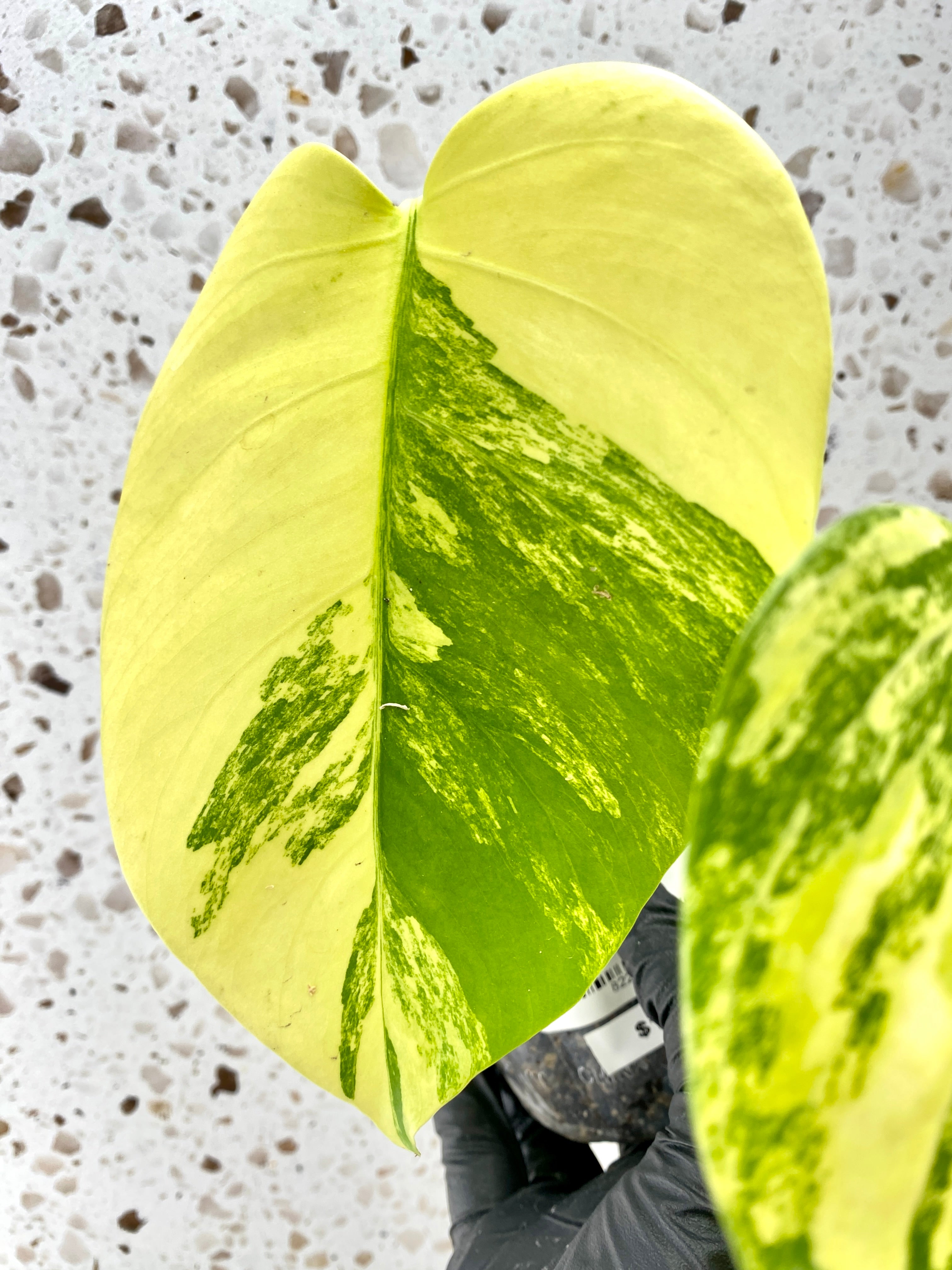 Monstera Aurea Tricolor 2 leaf top cutting