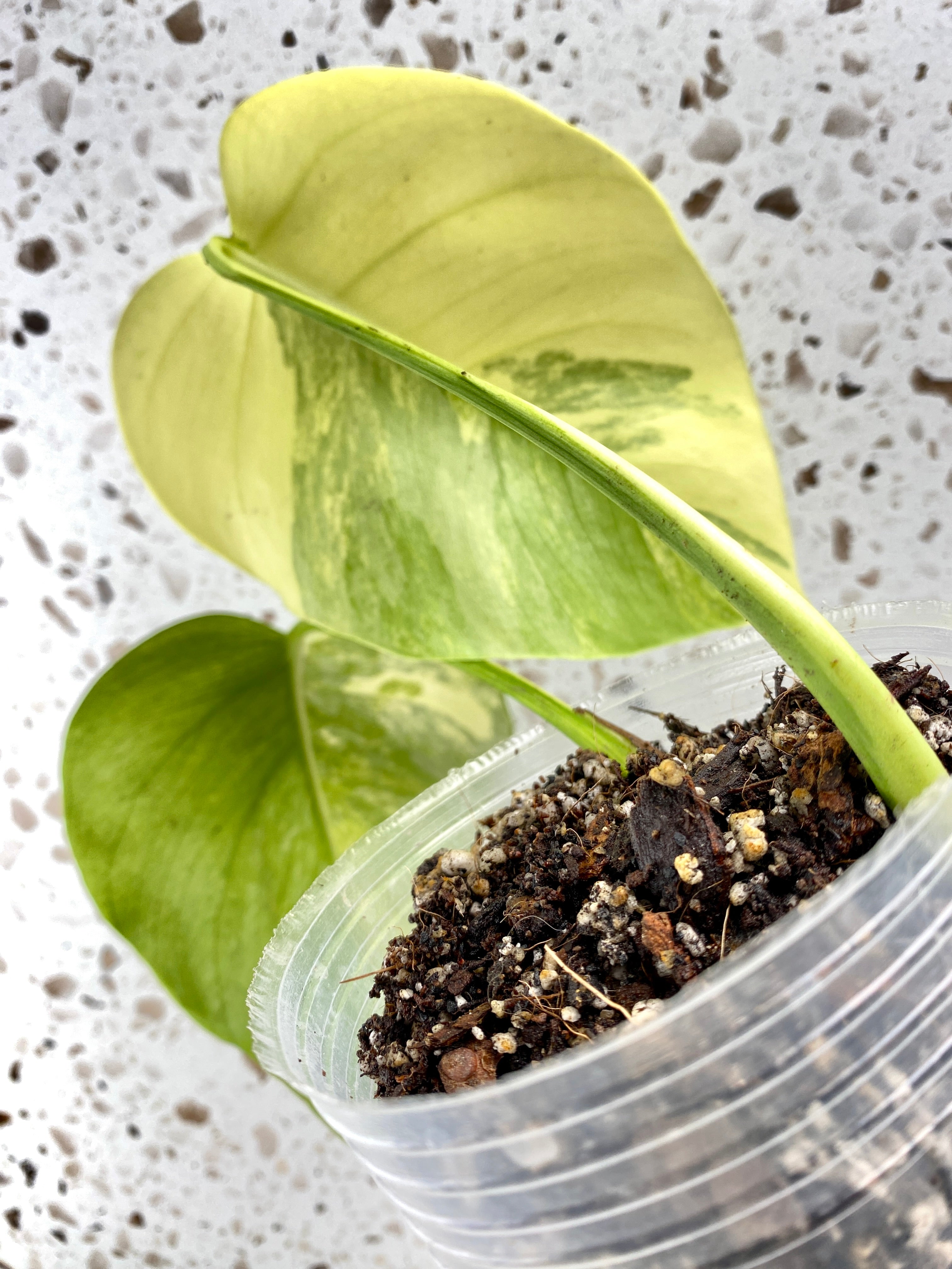 Monstera Aurea Tricolor 2 leaf top cutting