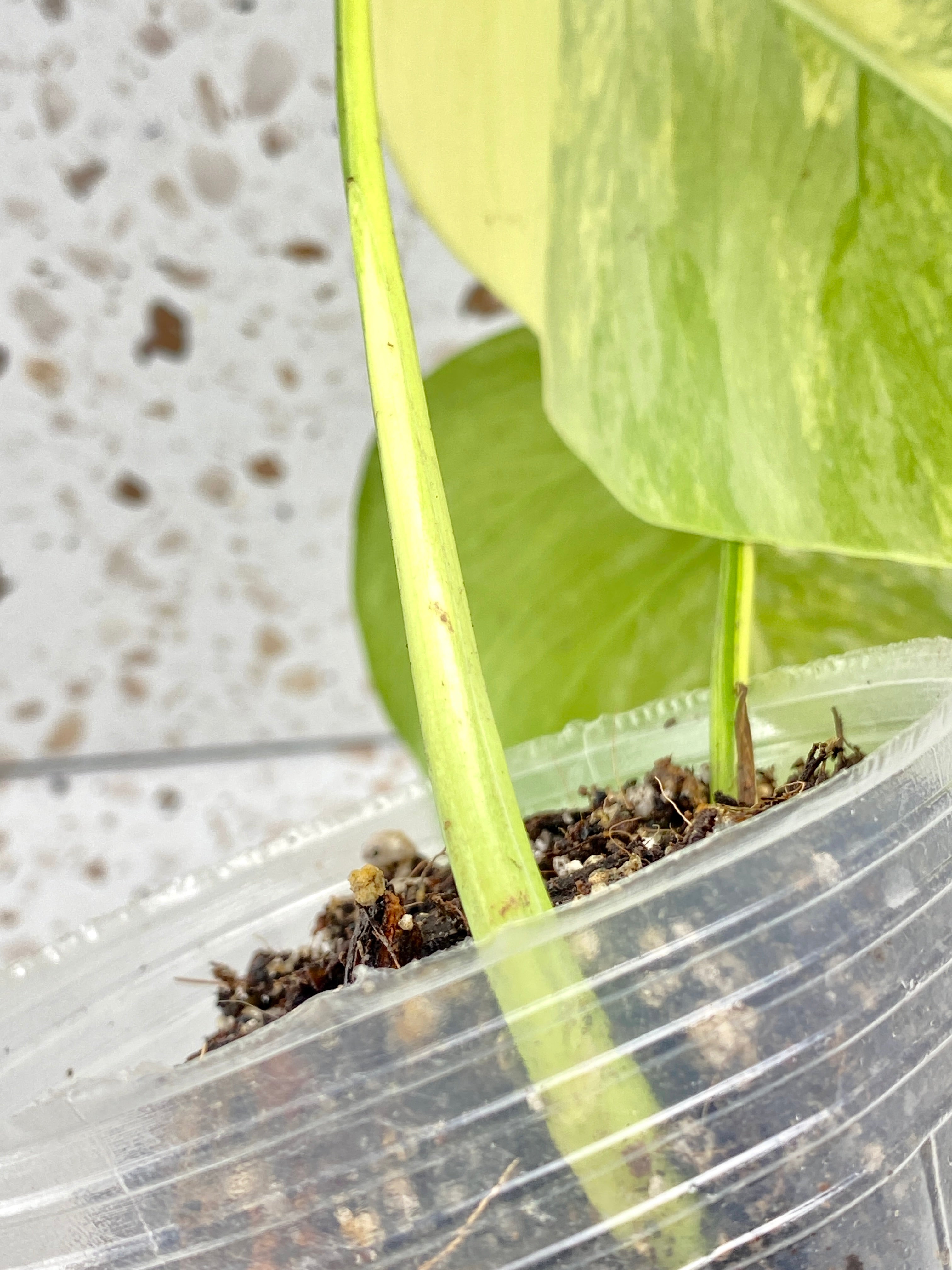 Monstera Aurea Tricolor 2 leaf top cutting