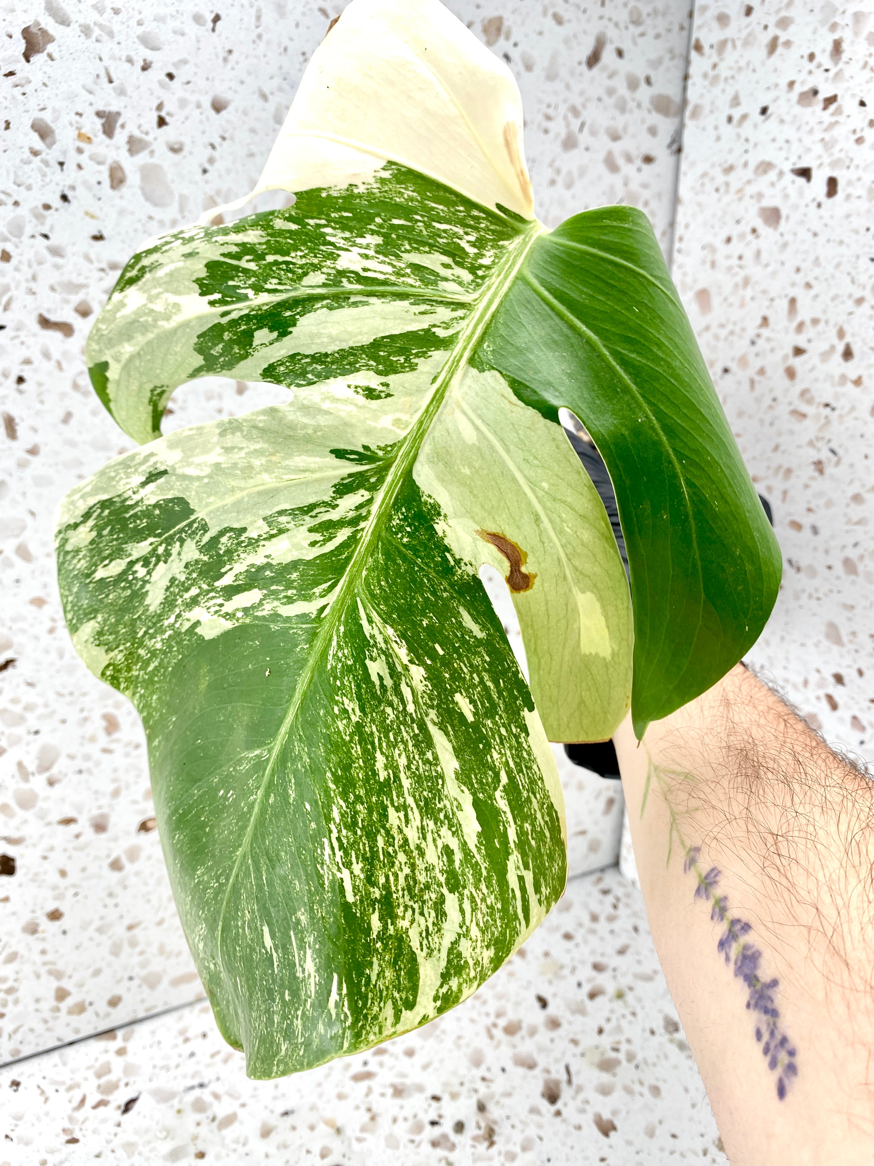 For Stacey: Monstera Albo White Tiger and Aurea Tricolor