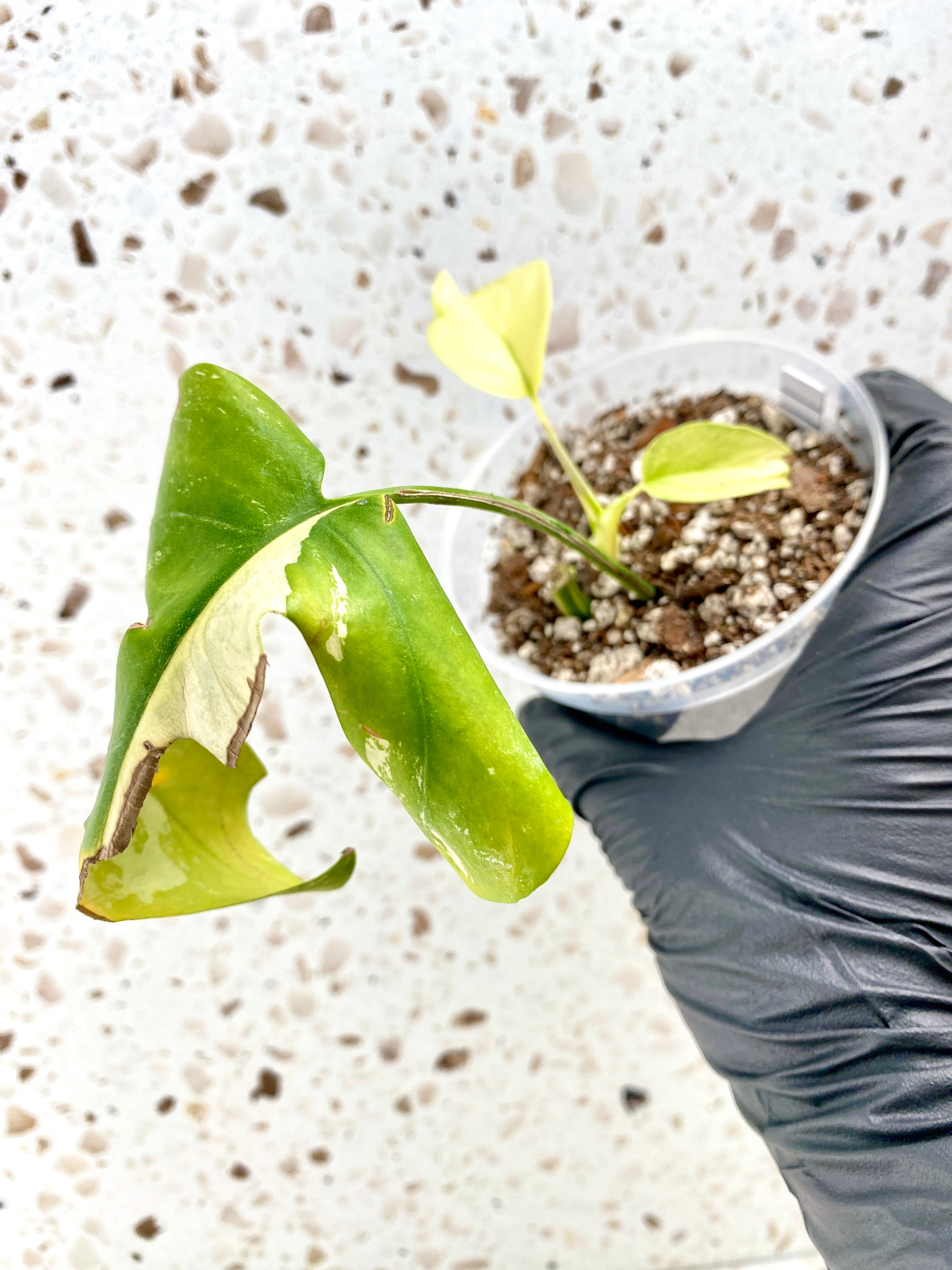 Rhaphidophora Tetrasperma Variegated 1 leaf 2 highly variegated baby leaves