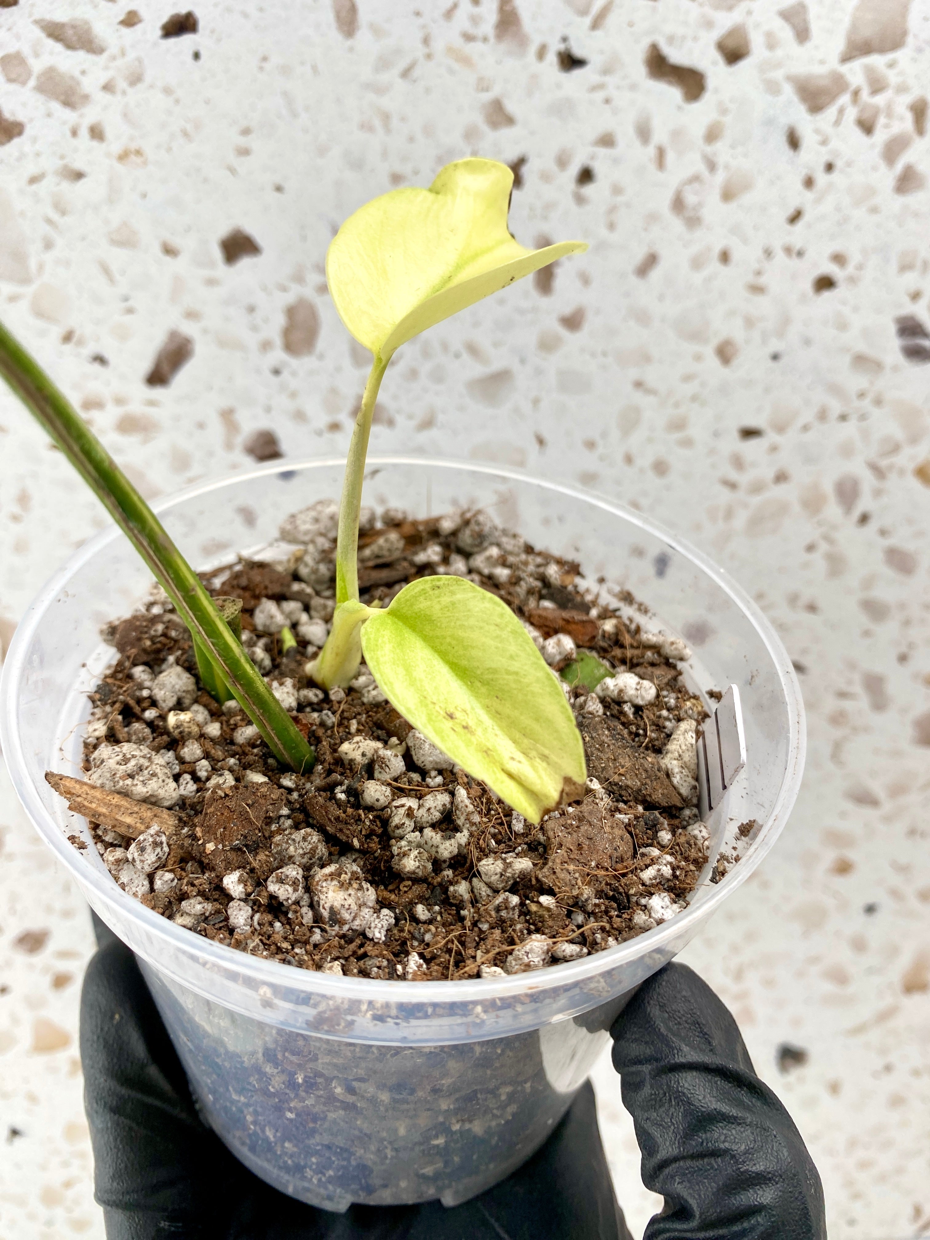 Rhaphidophora Tetrasperma Variegated 1 leaf 2 highly variegated baby leaves
