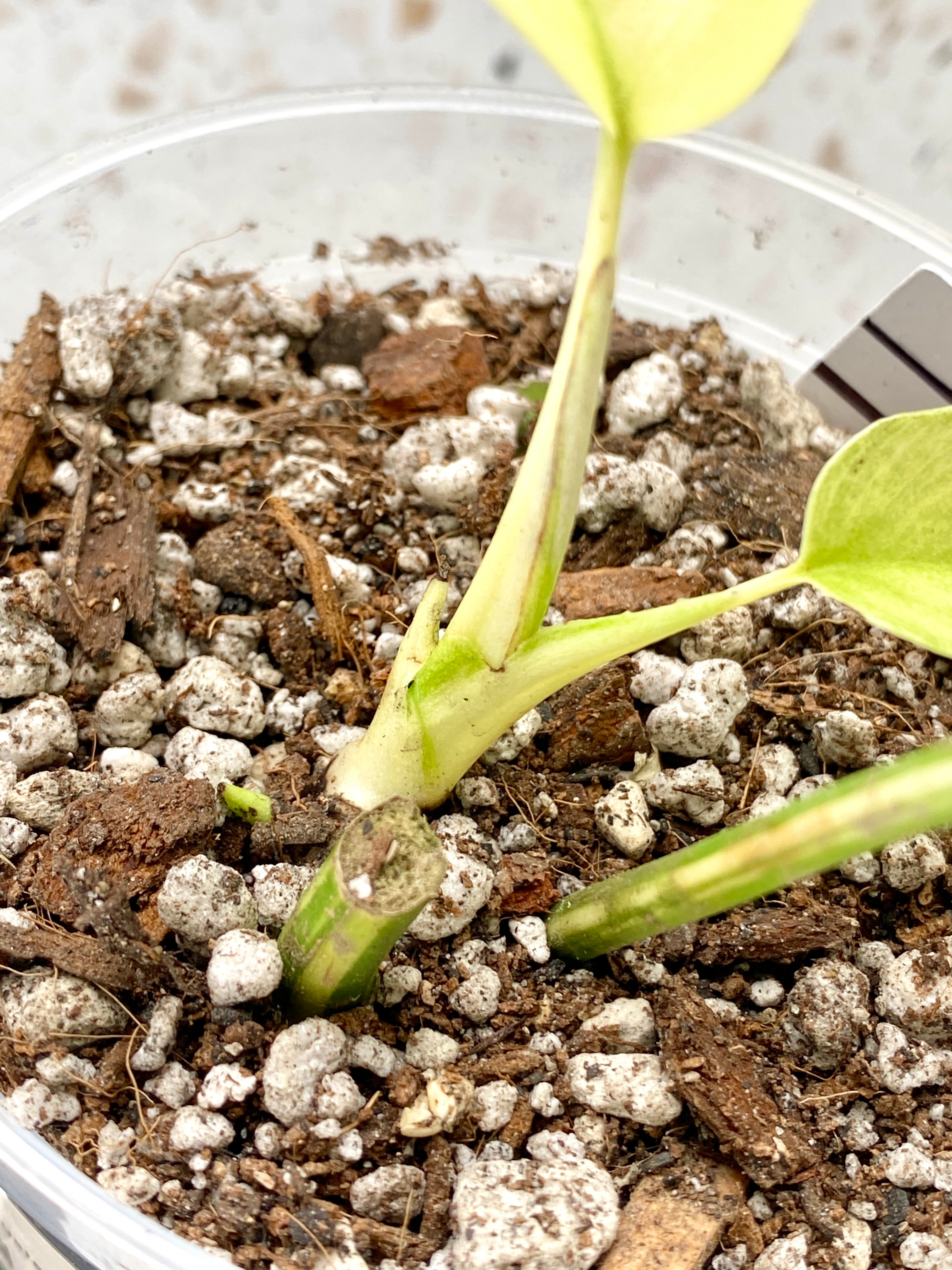 Rhaphidophora Tetrasperma Variegated 1 leaf 2 highly variegated baby leaves