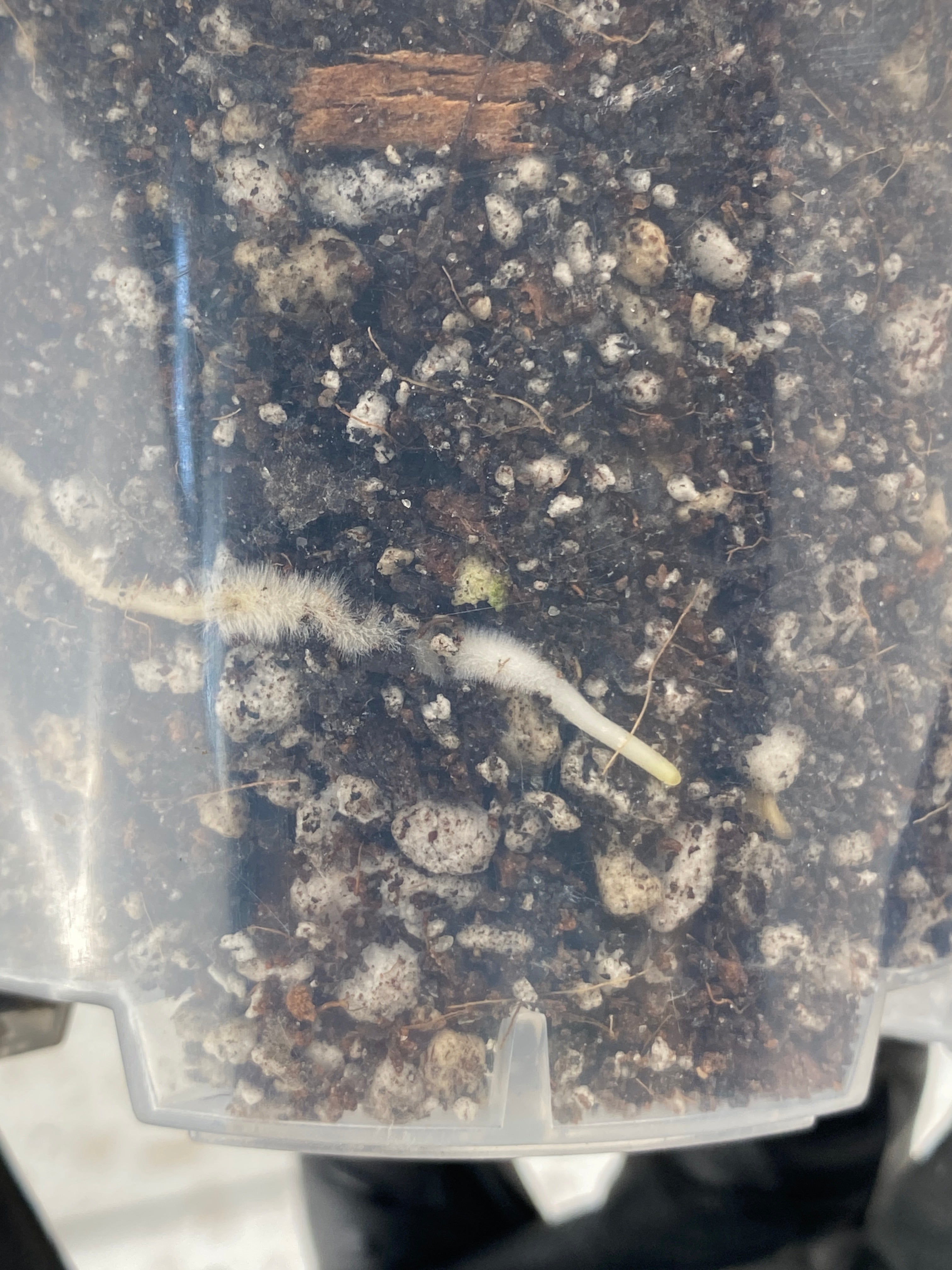 Rhaphidophora Tetrasperma Variegated 1 leaf 2 highly variegated baby leaves