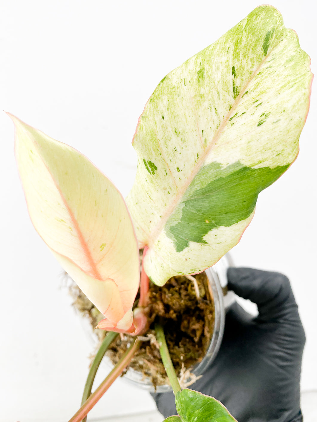 Philodendron Snowdrifts Variegated 5 leaves top cutting