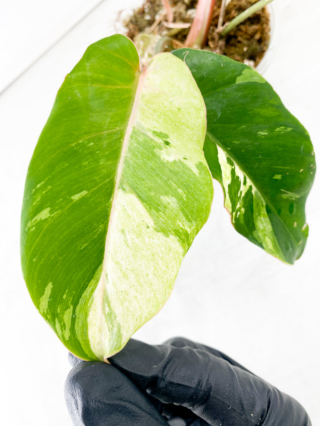 Philodendron Snowdrifts Variegated 5 leaves top cutting