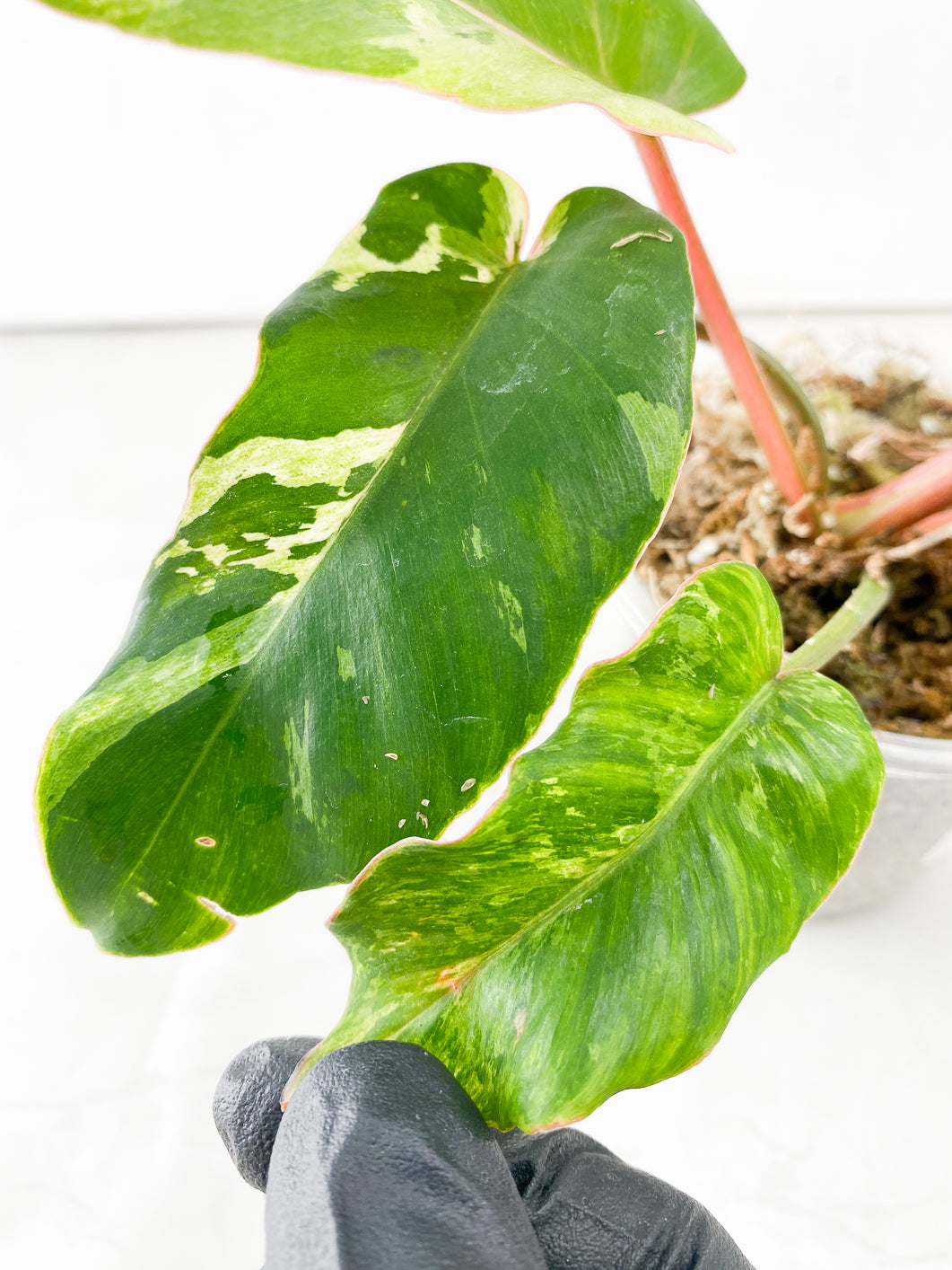 Philodendron Snowdrifts Variegated 5 leaves top cutting