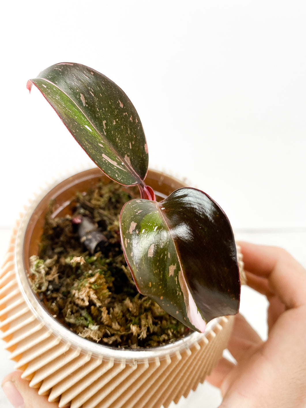 Philodendron Red Anderson 2 leaves 1 sprout