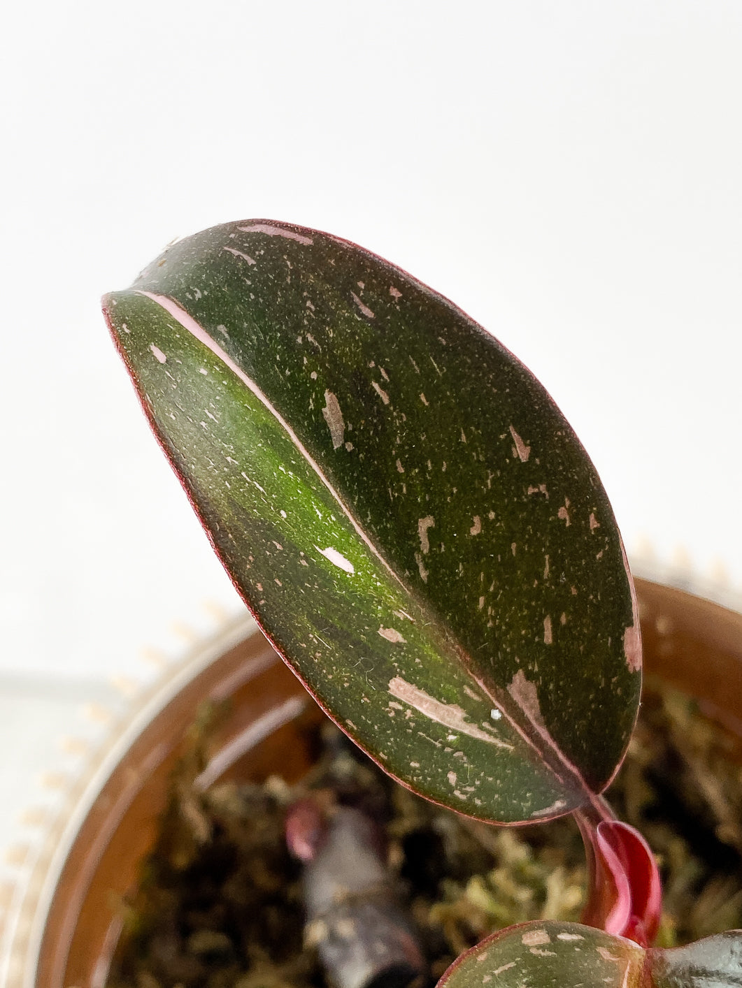 Philodendron Red Anderson 2 leaves 1 sprout