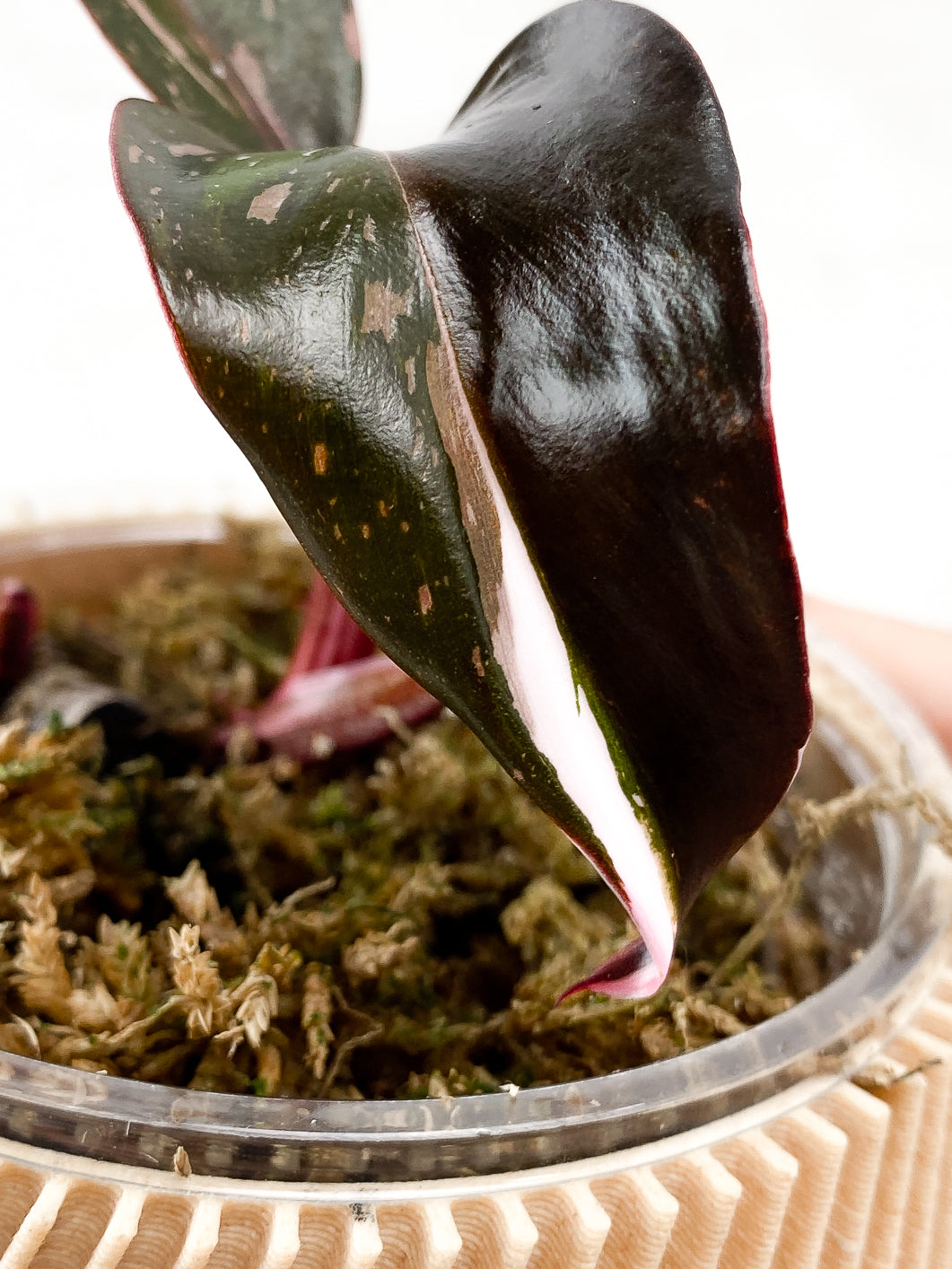 Philodendron Red Anderson 2 leaves 1 sprout