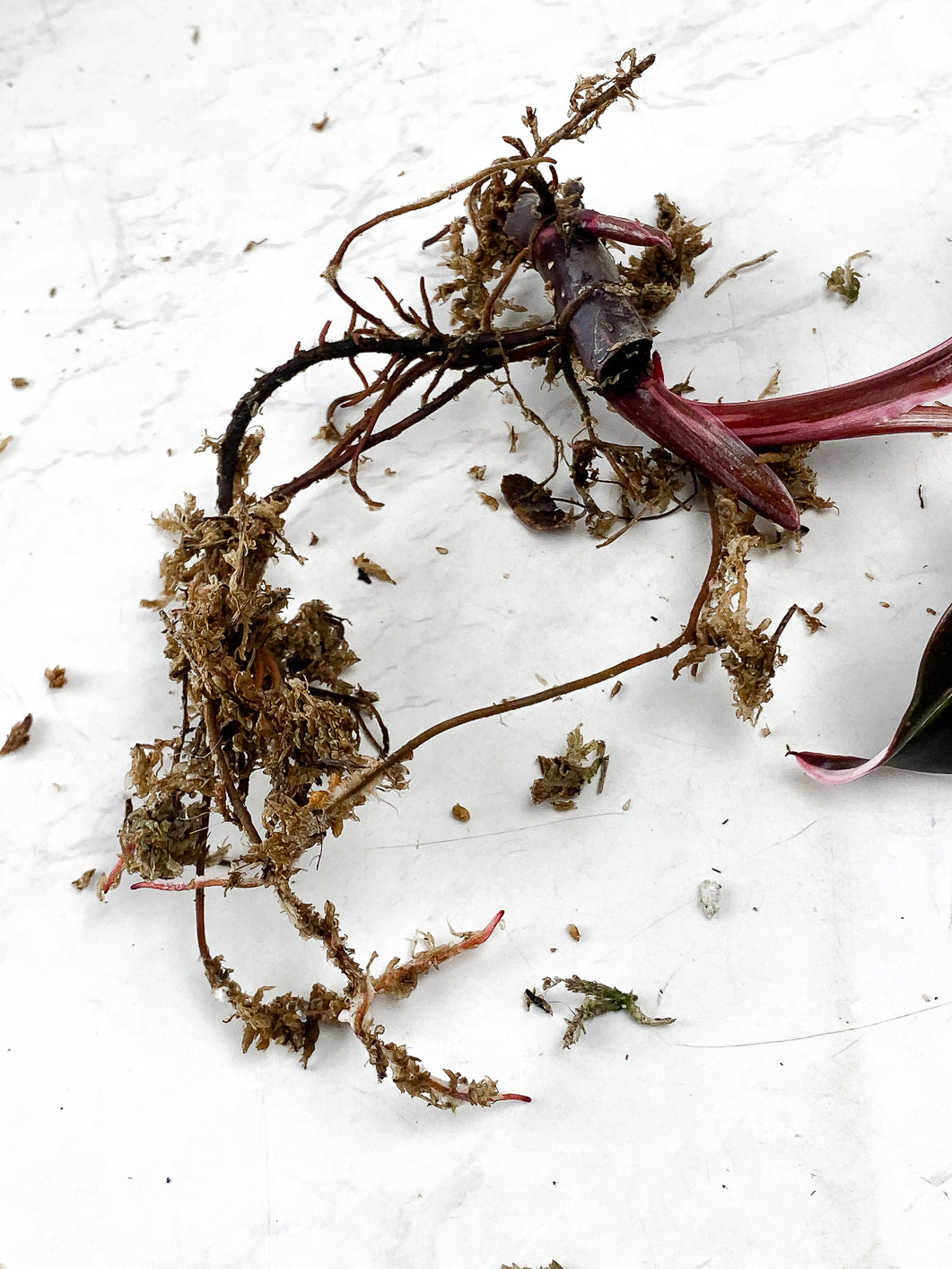 Philodendron Red Anderson 2 leaves 1 sprout