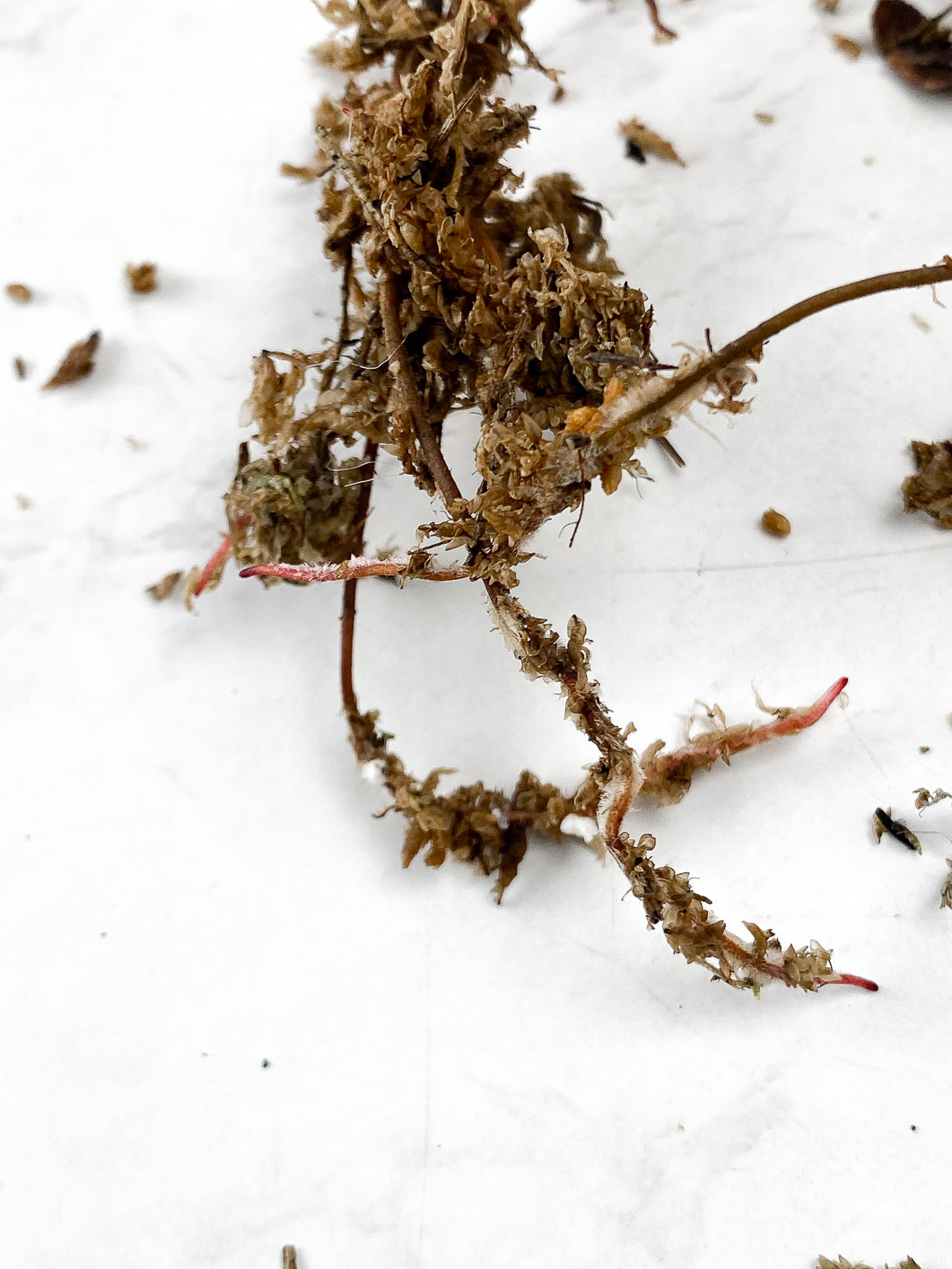 Philodendron Red Anderson 2 leaves 1 sprout